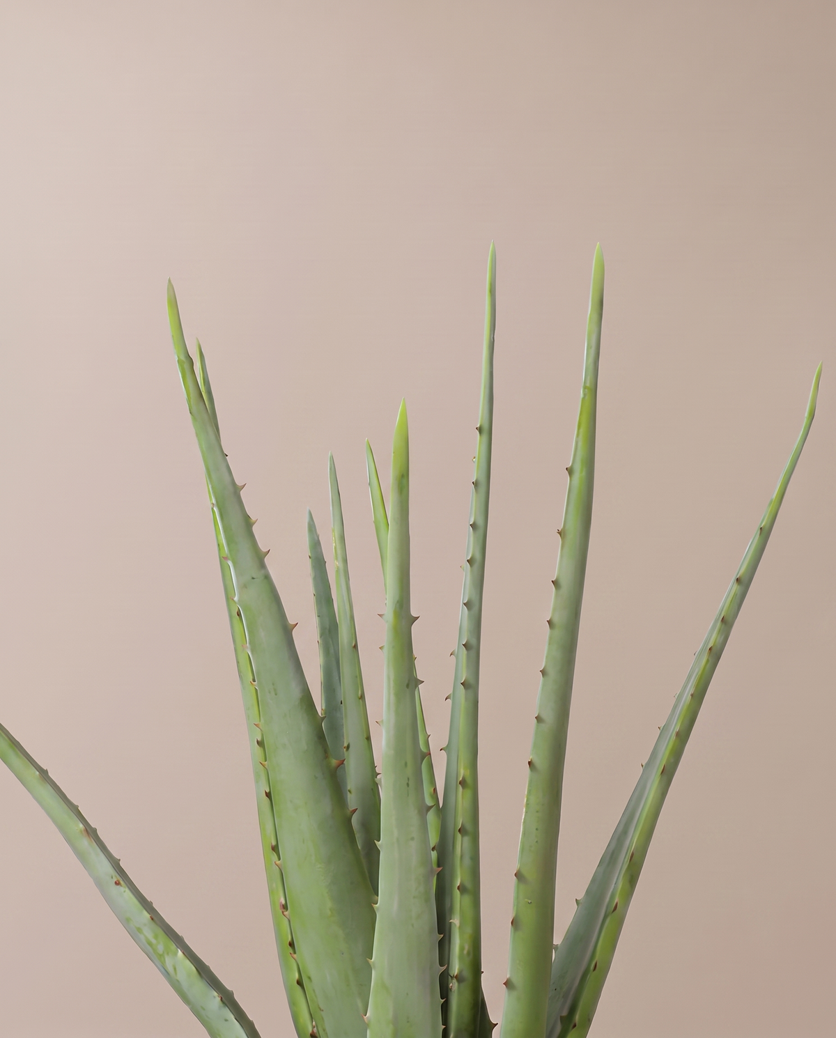 Aloe Vera Artificial Plant – leaf close-up