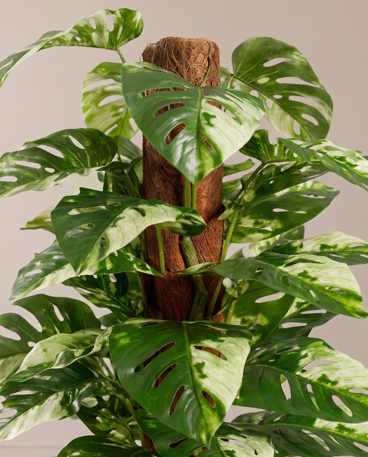 Giant Monstera Artificial Plant with Variegated Leaves