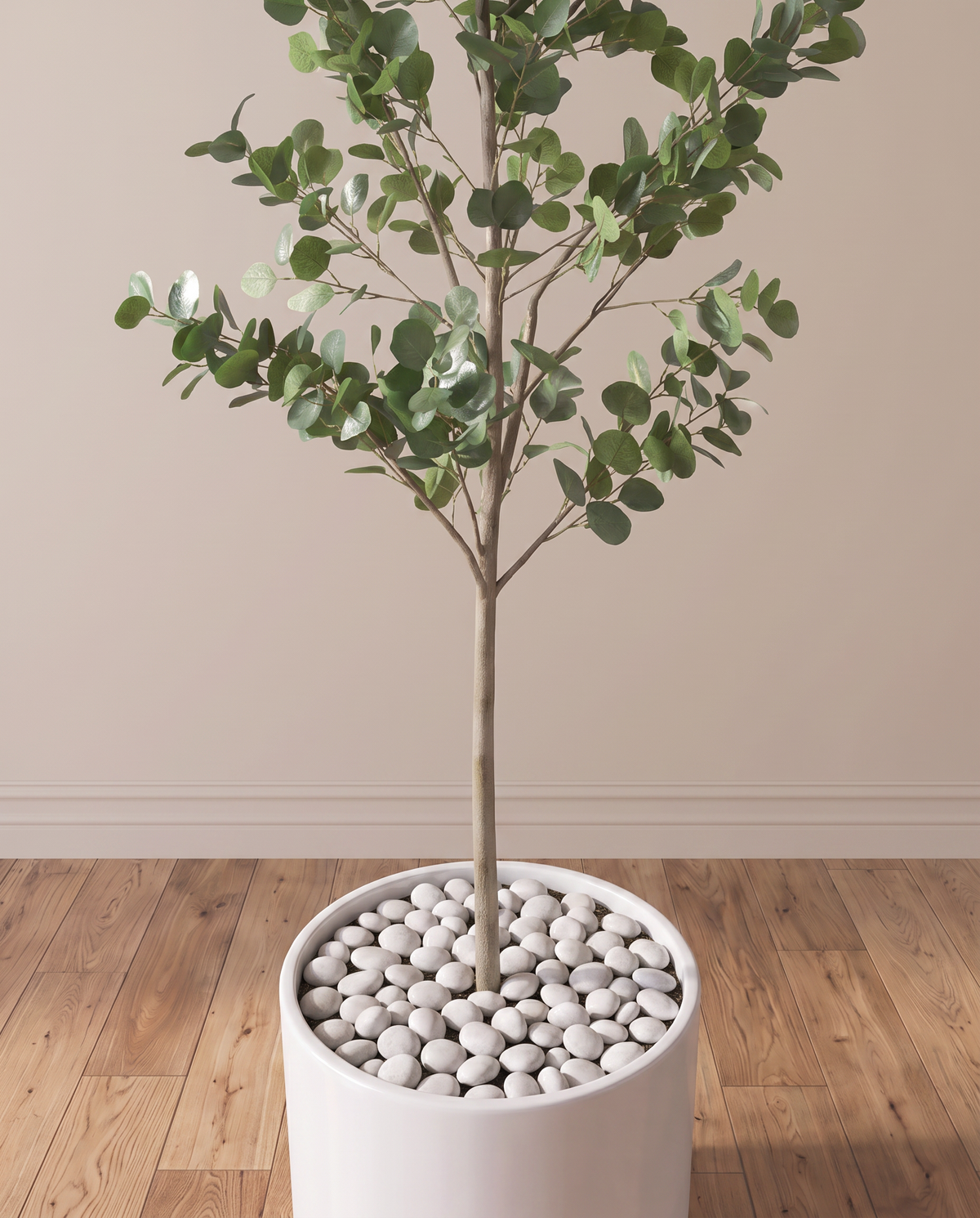 Urban Green Eucalyptus Tree – closer view of the trunk and base