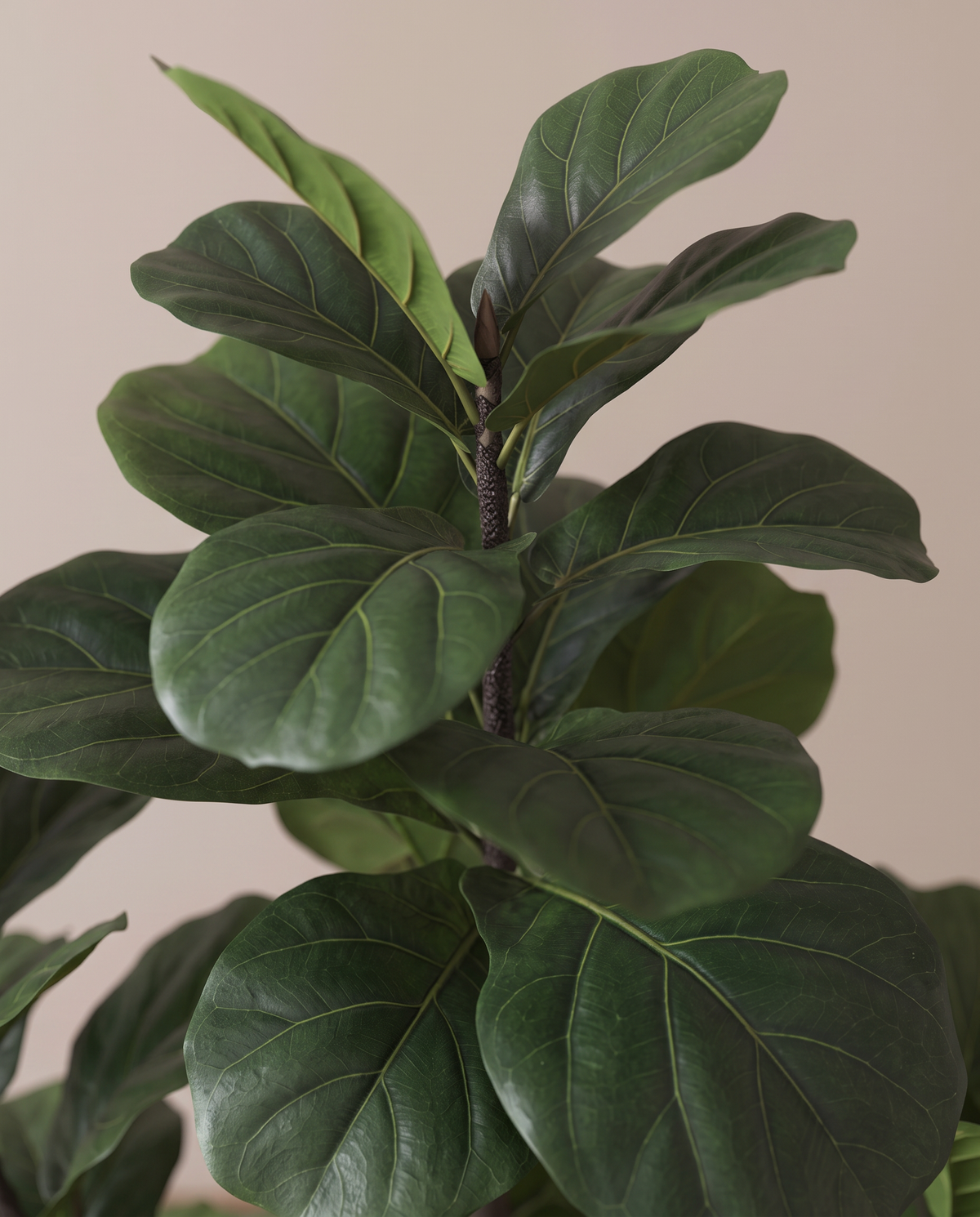 Artificial Fiddle Leaf Tree – violin-shaped leaf detail