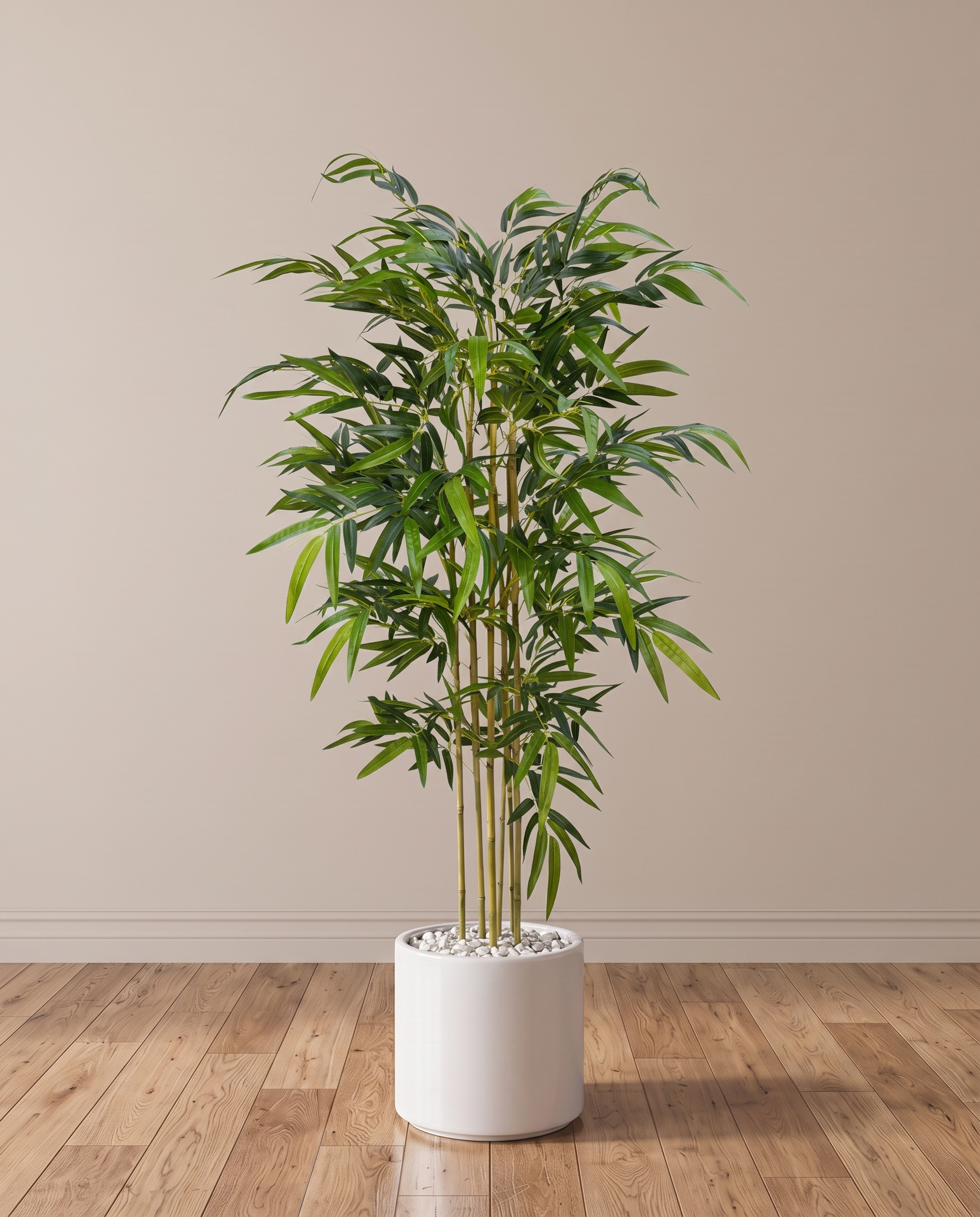 Twiggy Bambusa Bamboo Plant