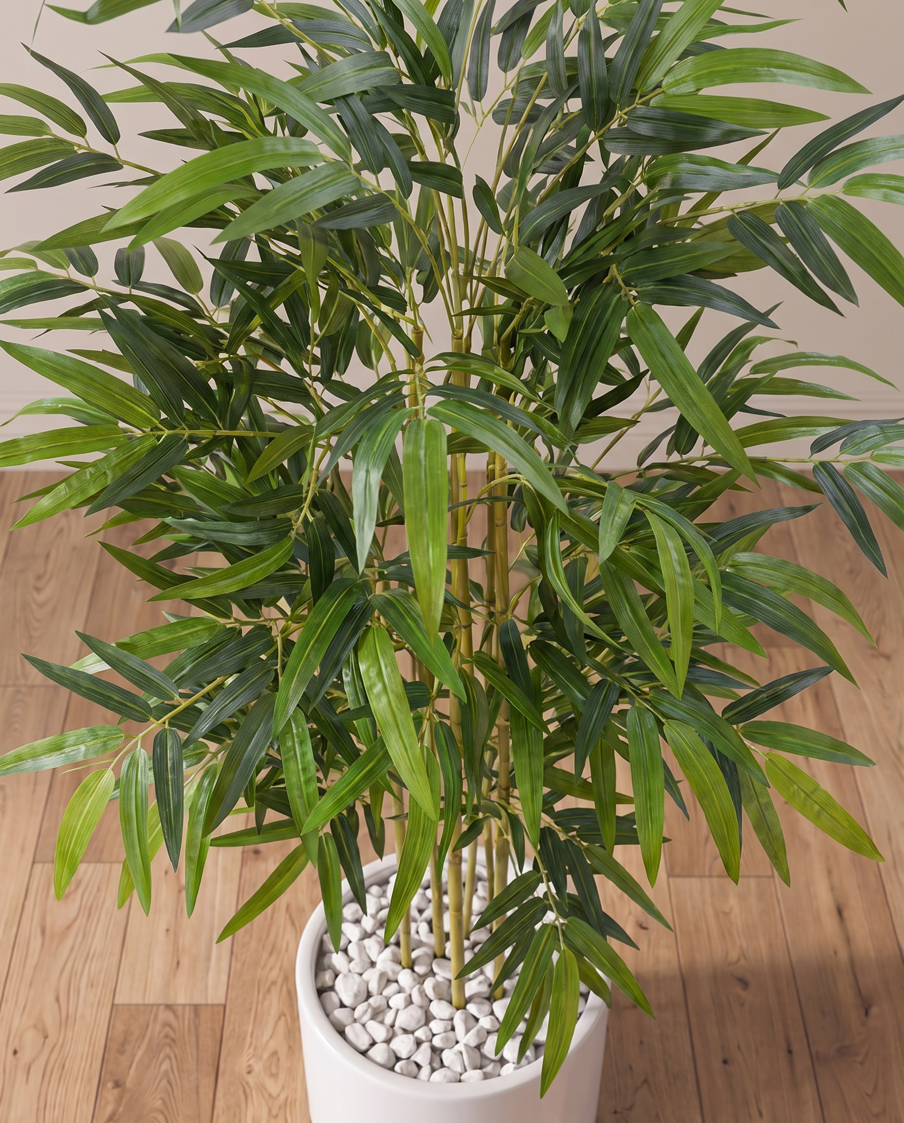 Twiggy Bambusa Bamboo Plant