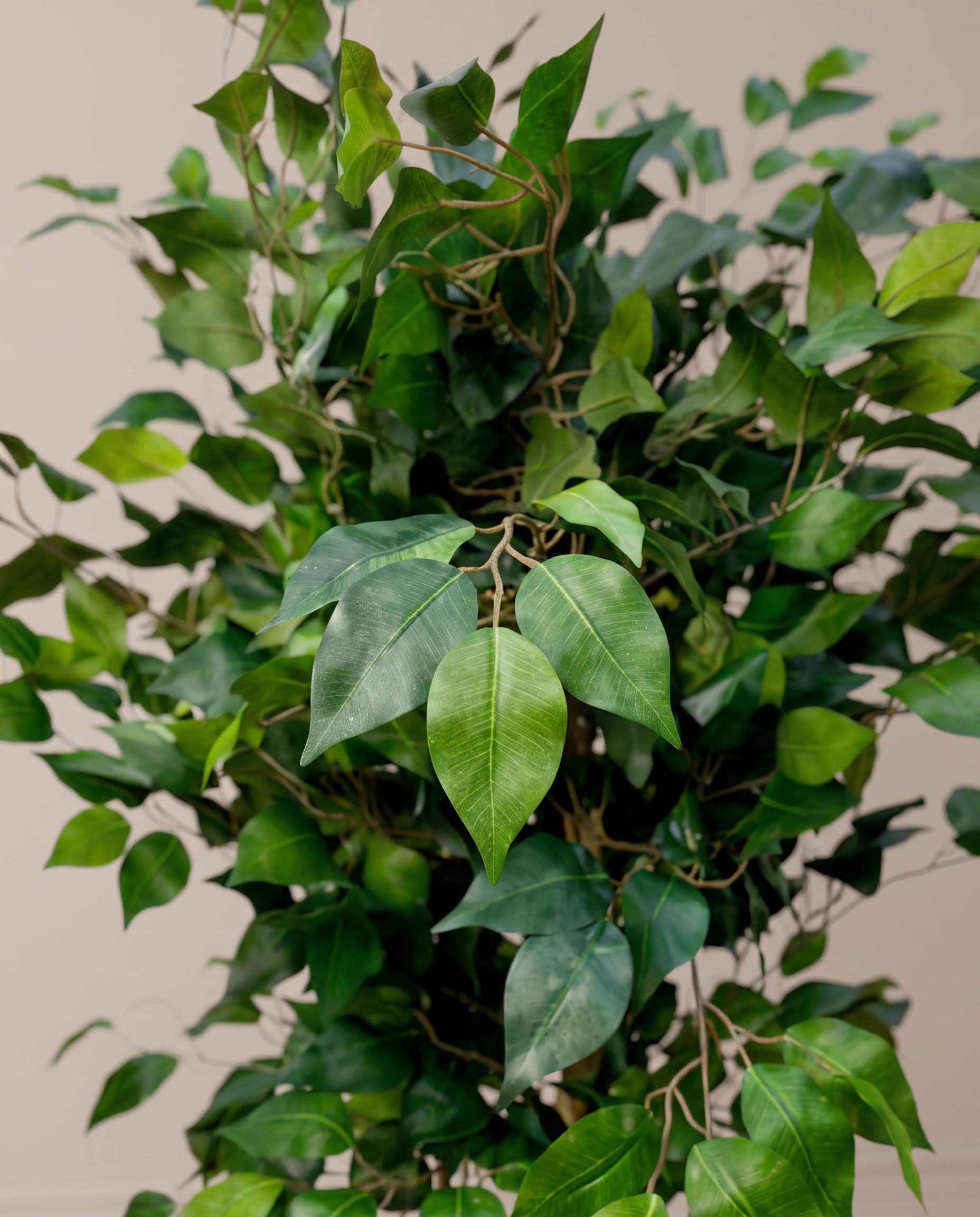 Exotica Ficus Benjamina Artificial Plant