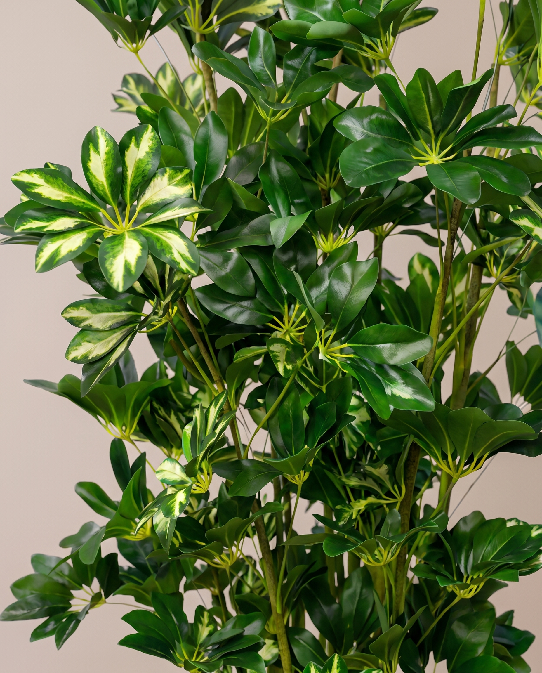 Eva Schefflera Artificial Tree with Variegated Leaves