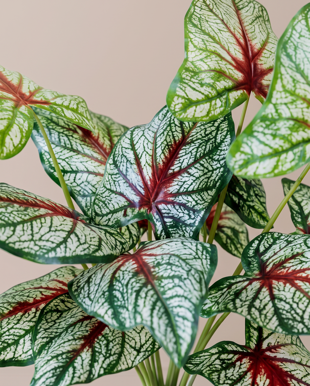 Red & Green Leaf Caladium Artificial Plant – leaf close-up