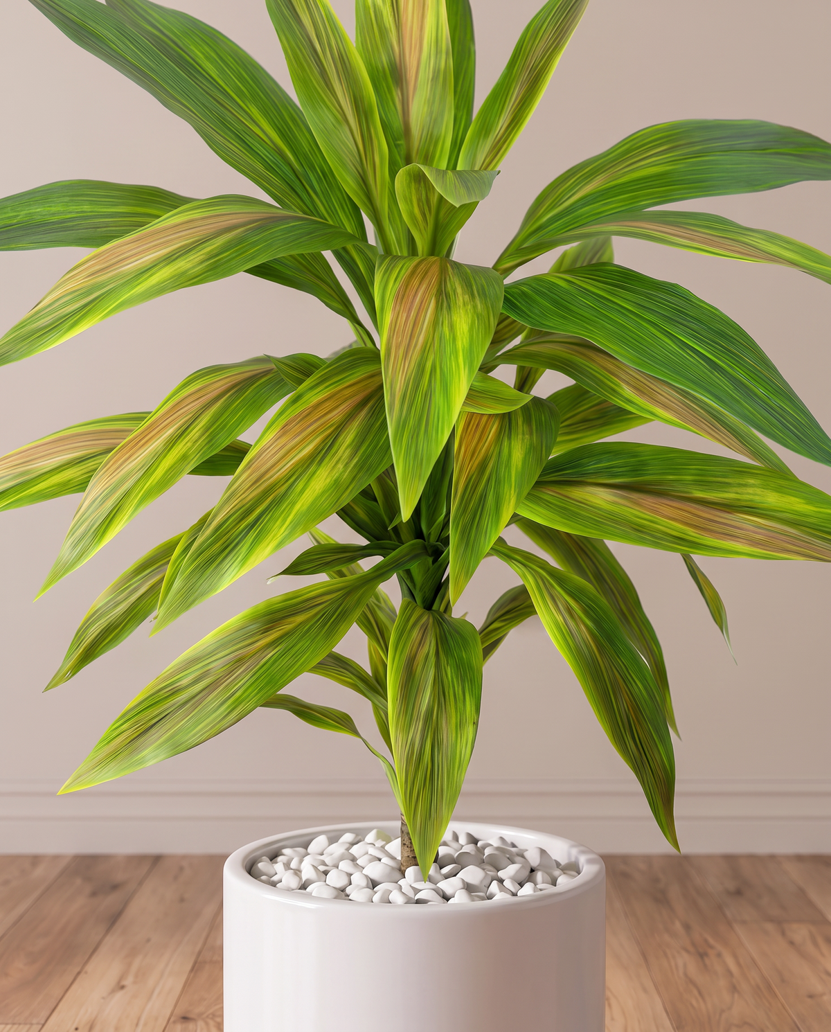 Artificial Dracaena Plant with Coloured Leaves