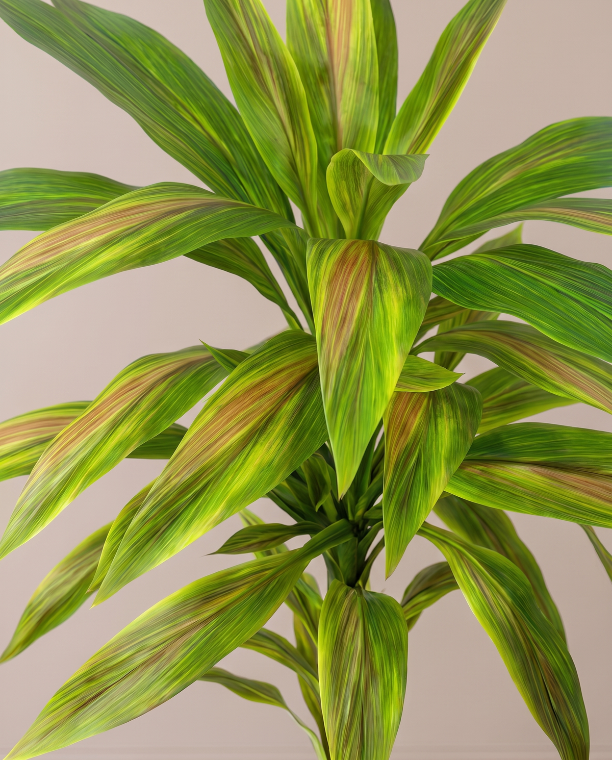 Artificial Dracaena Plant with Coloured Leaves