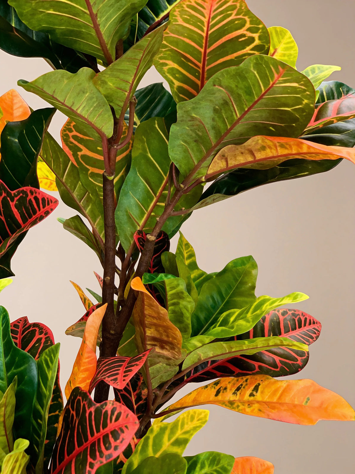 Faux Croton Artificial Plant – multicolour leaf detail