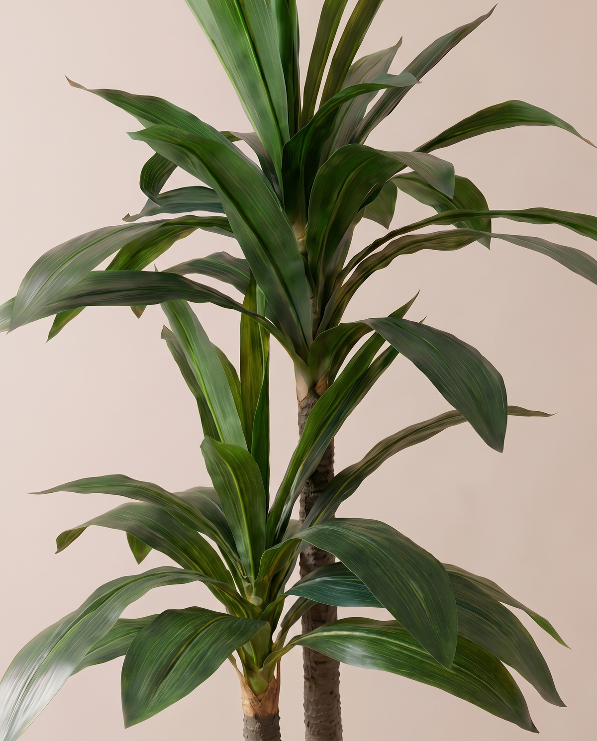 Artificial Double Headed Dracaena Fragrans Tree