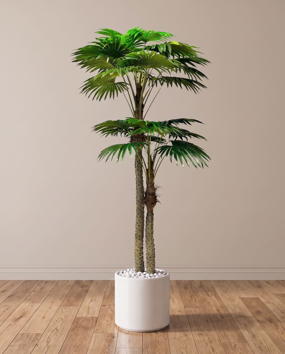 Twin Fan Palm Tree