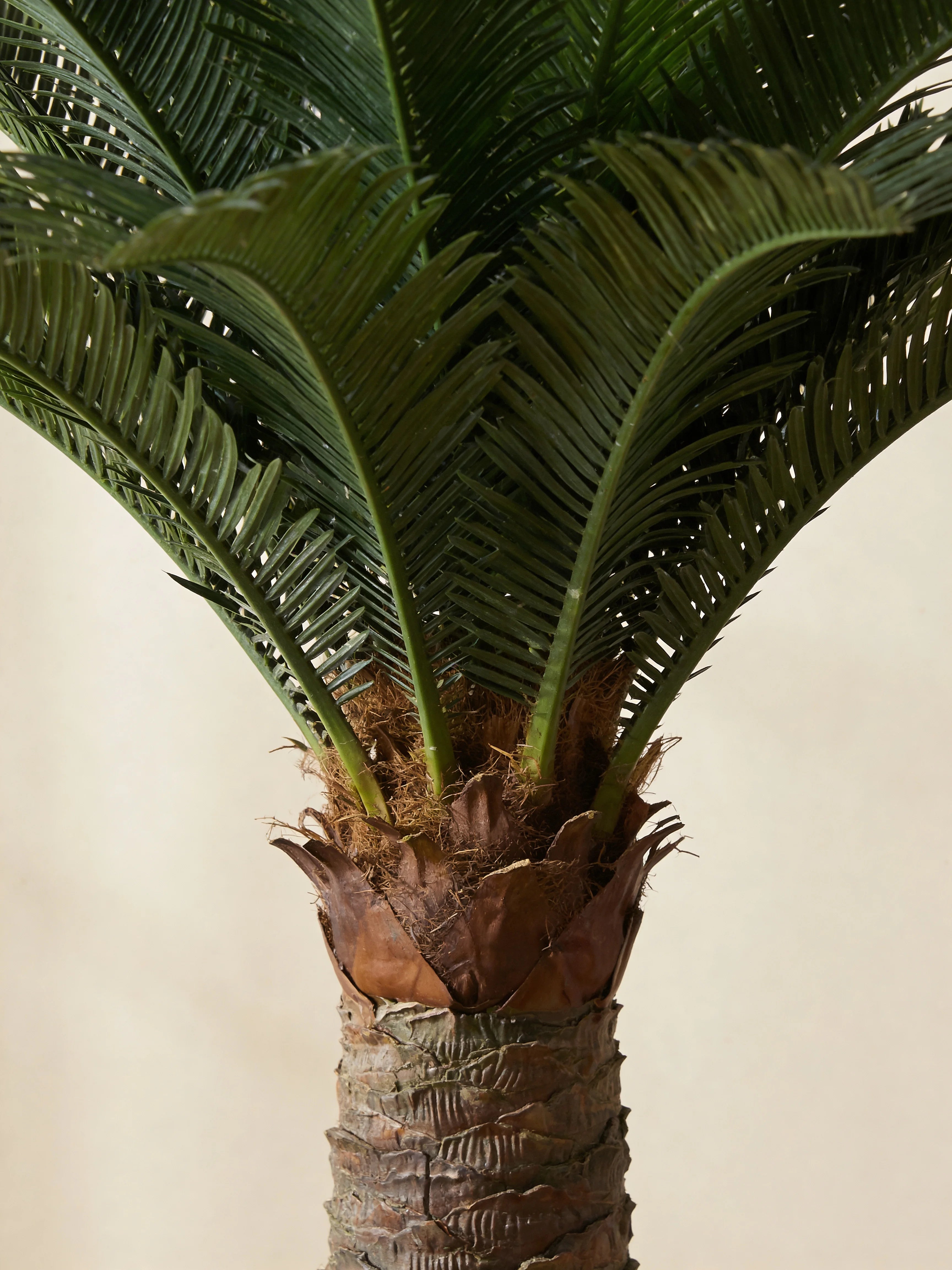 Artificial cycas sago palm tree, close-up detail