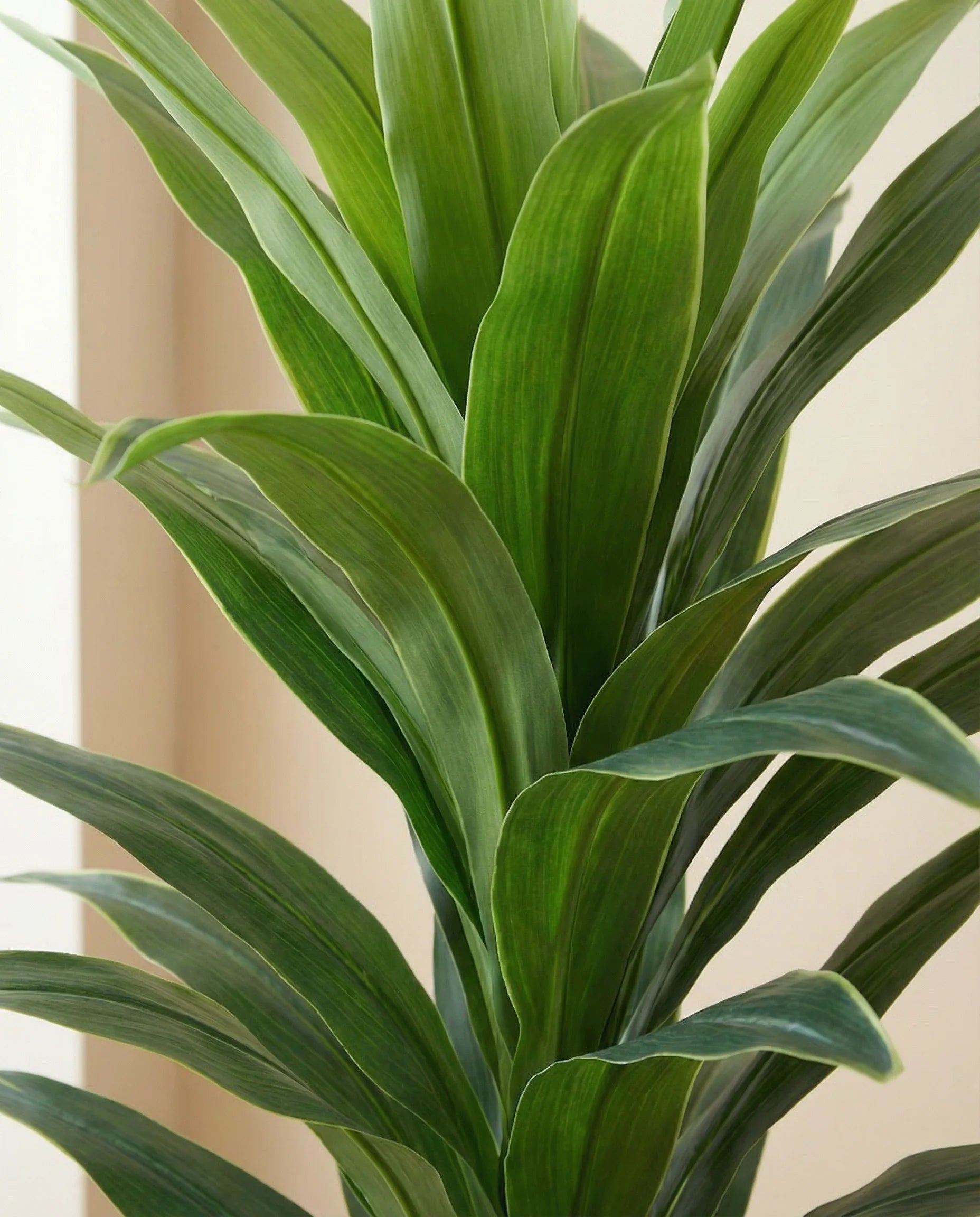 Green artificial dracaena fragrans plant, close-up detail