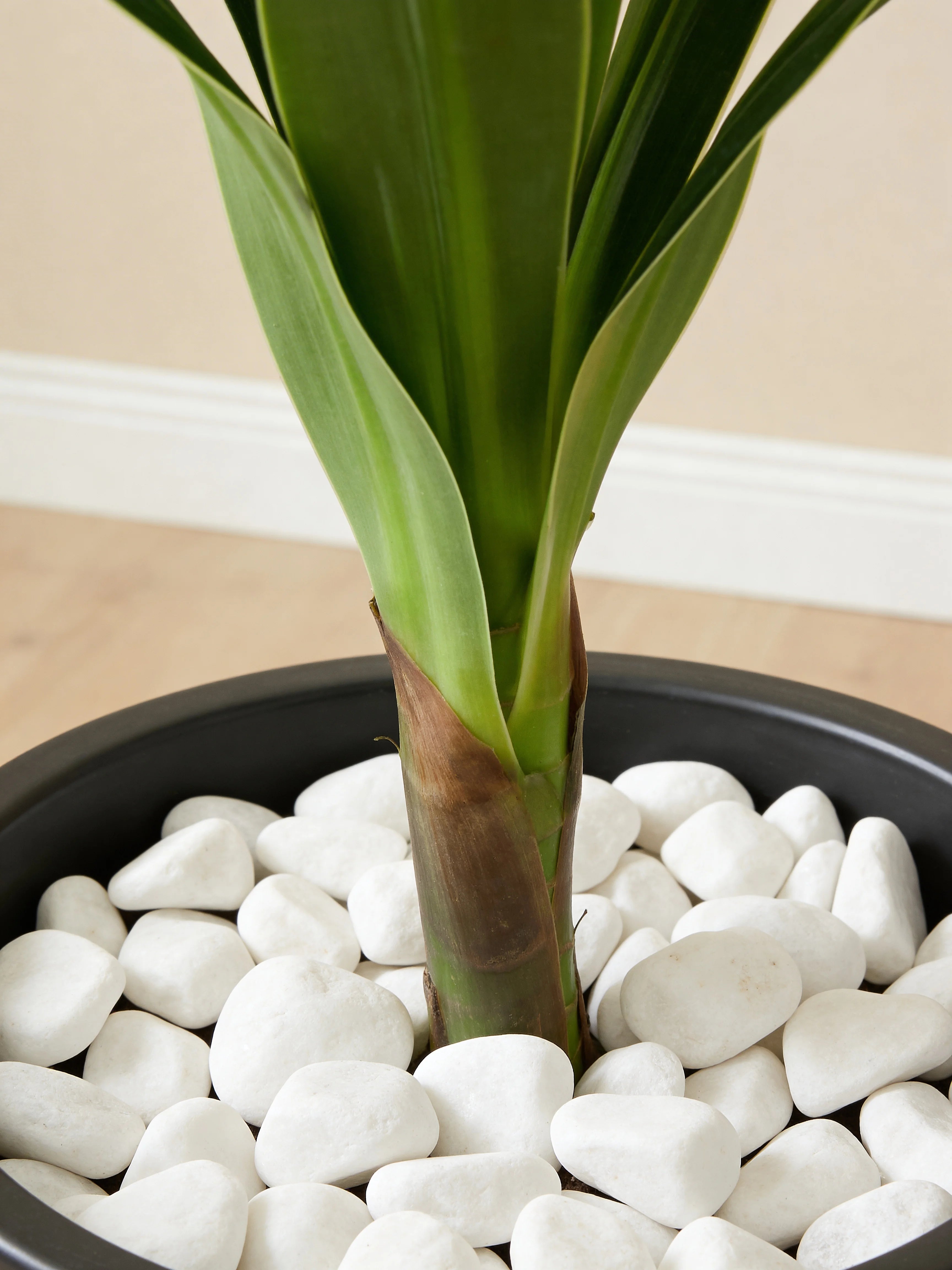 Green artificial dracaena fragrans plant in a Dubai living room
