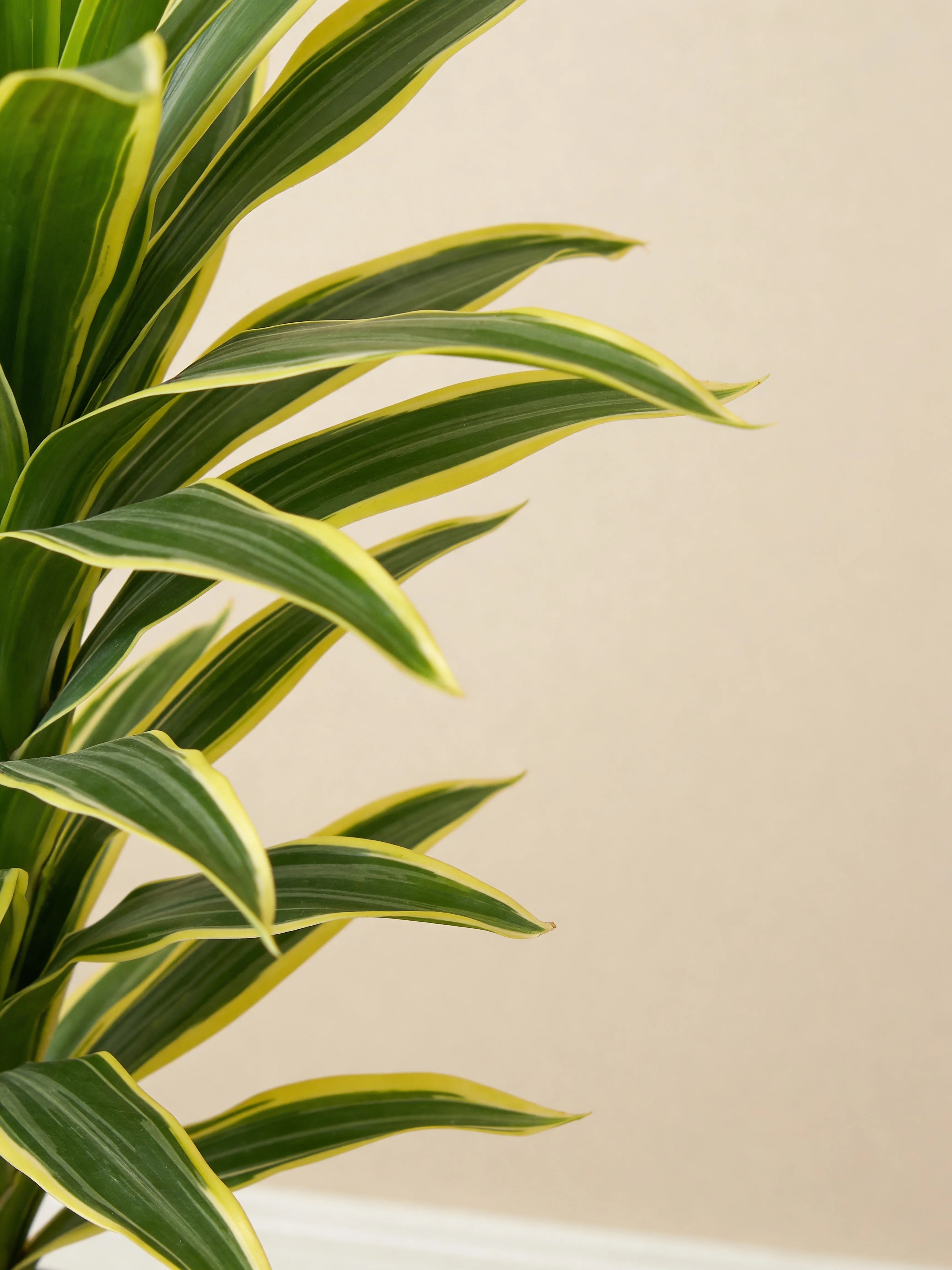 Yellow artificial dracaena fragrans plant, close-up detail