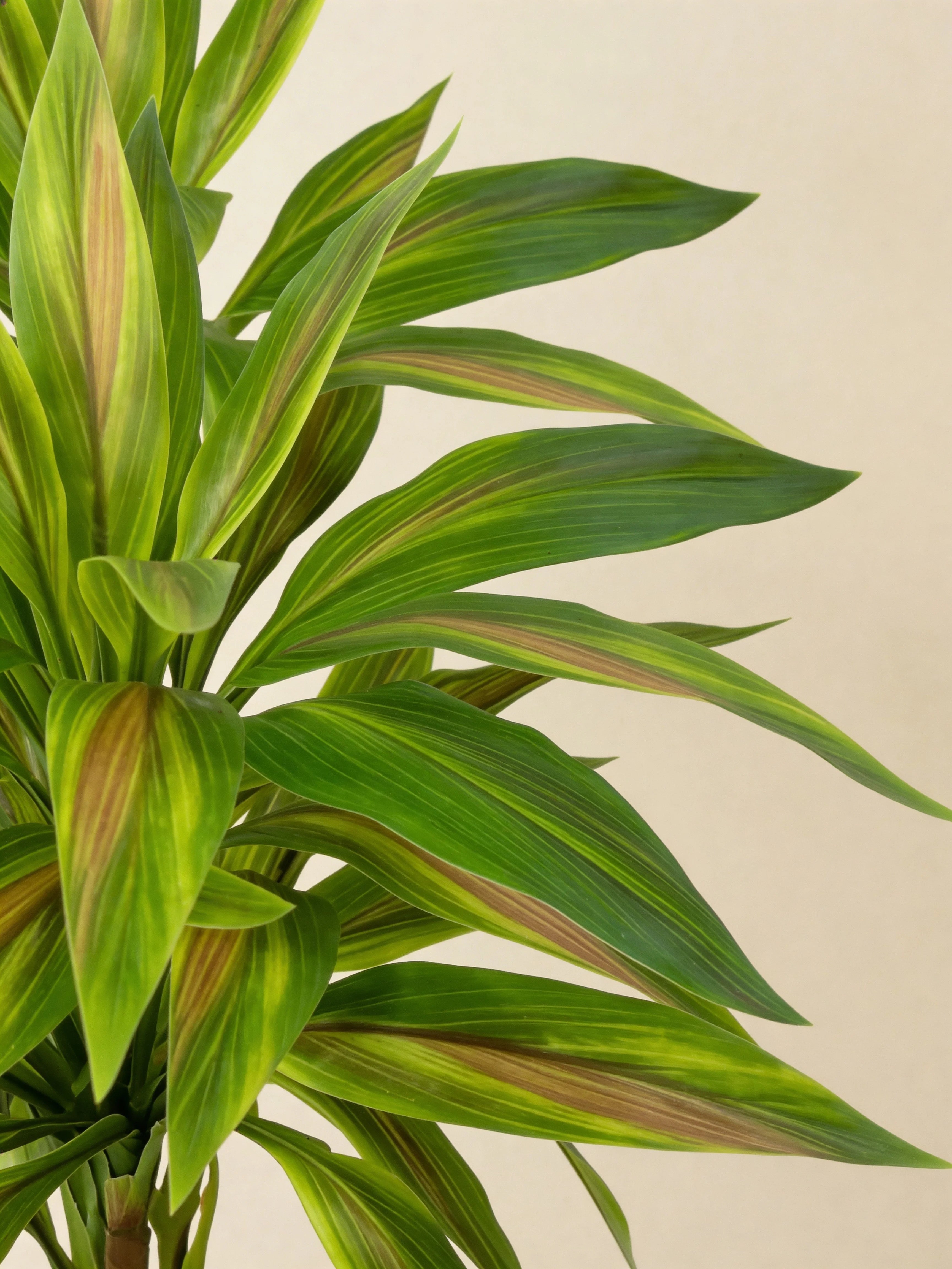 Coloured-leaf artificial dracaena plant, close-up detail