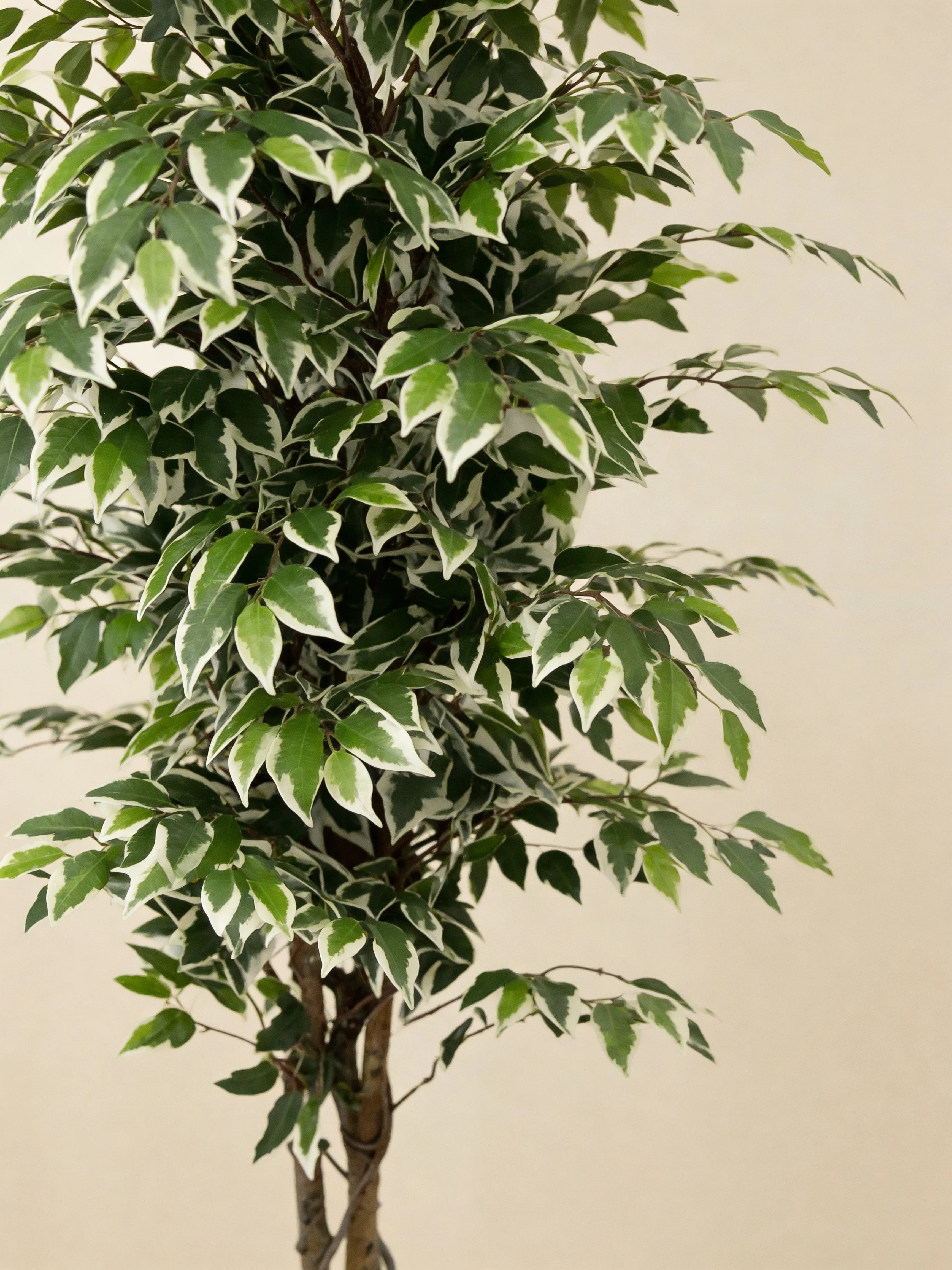 Artificial Ficus Benjamina Tree with Variegated Leaves