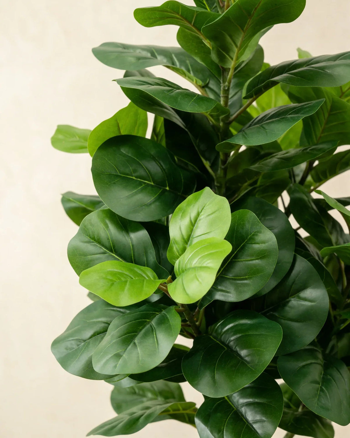 Artificial fiddle leaf fig plant (Ficus Lyrata), close-up detail