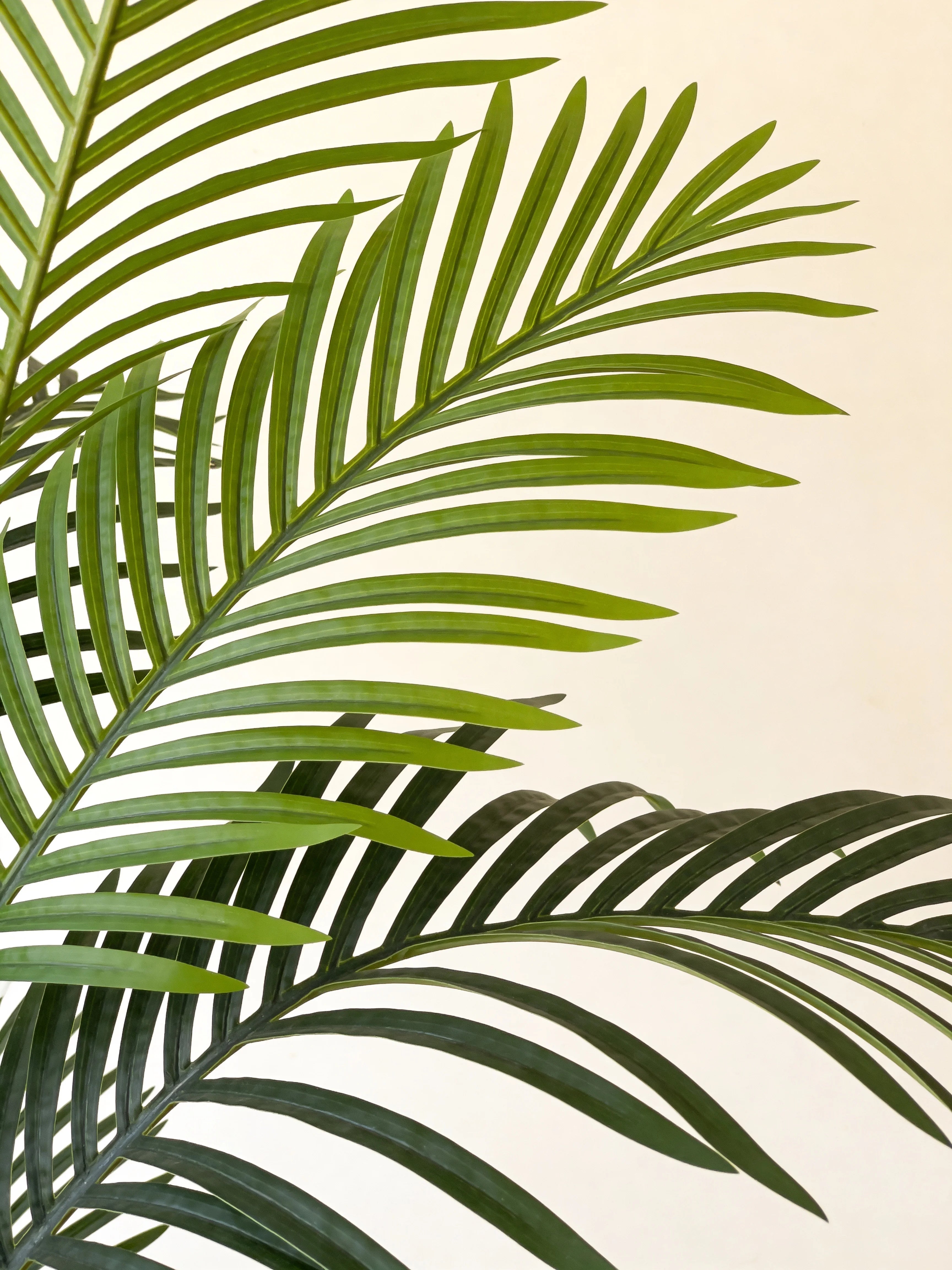 Artificial kentia palm tree, close-up detail