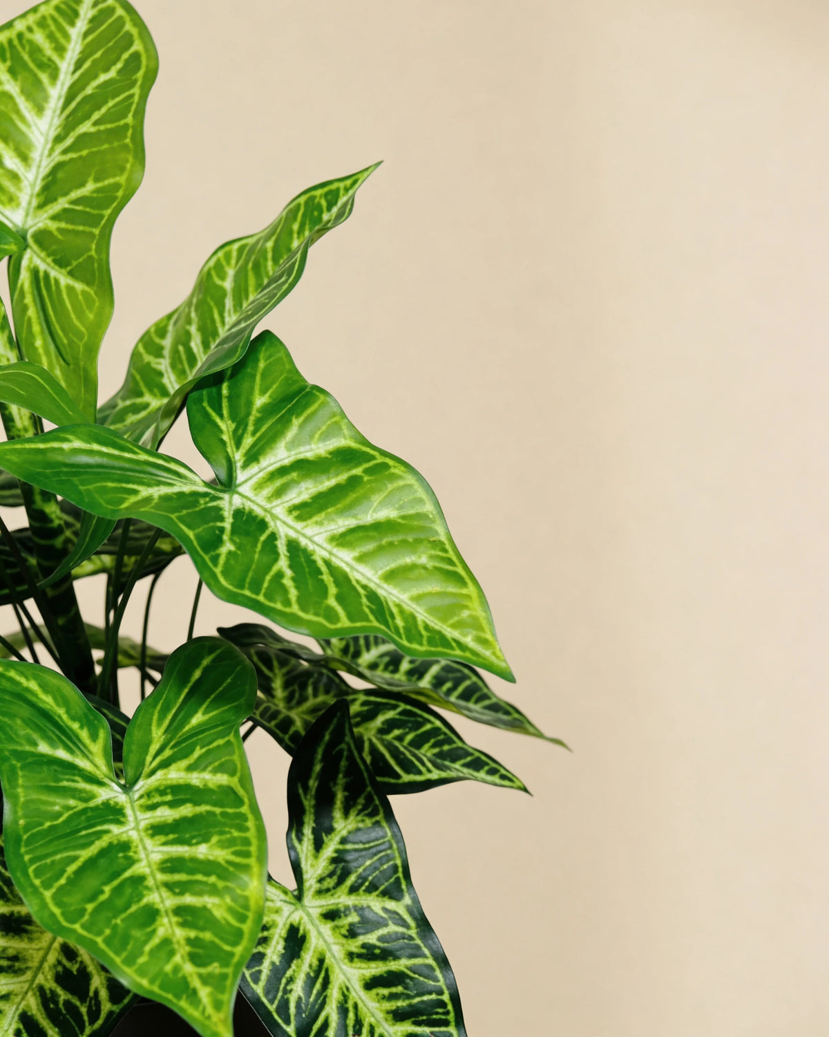 Artificial philodendron arrowhead tabletop plant, close-up detail