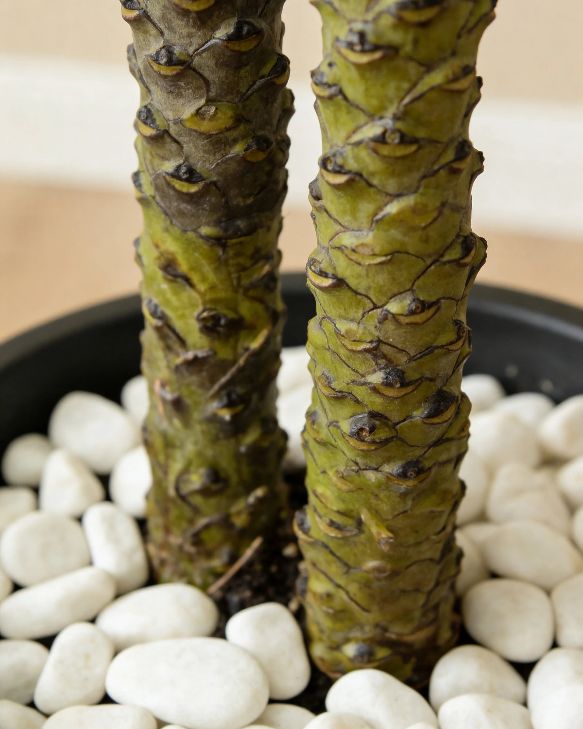Artificial twin areca palm tree in a Dubai living room