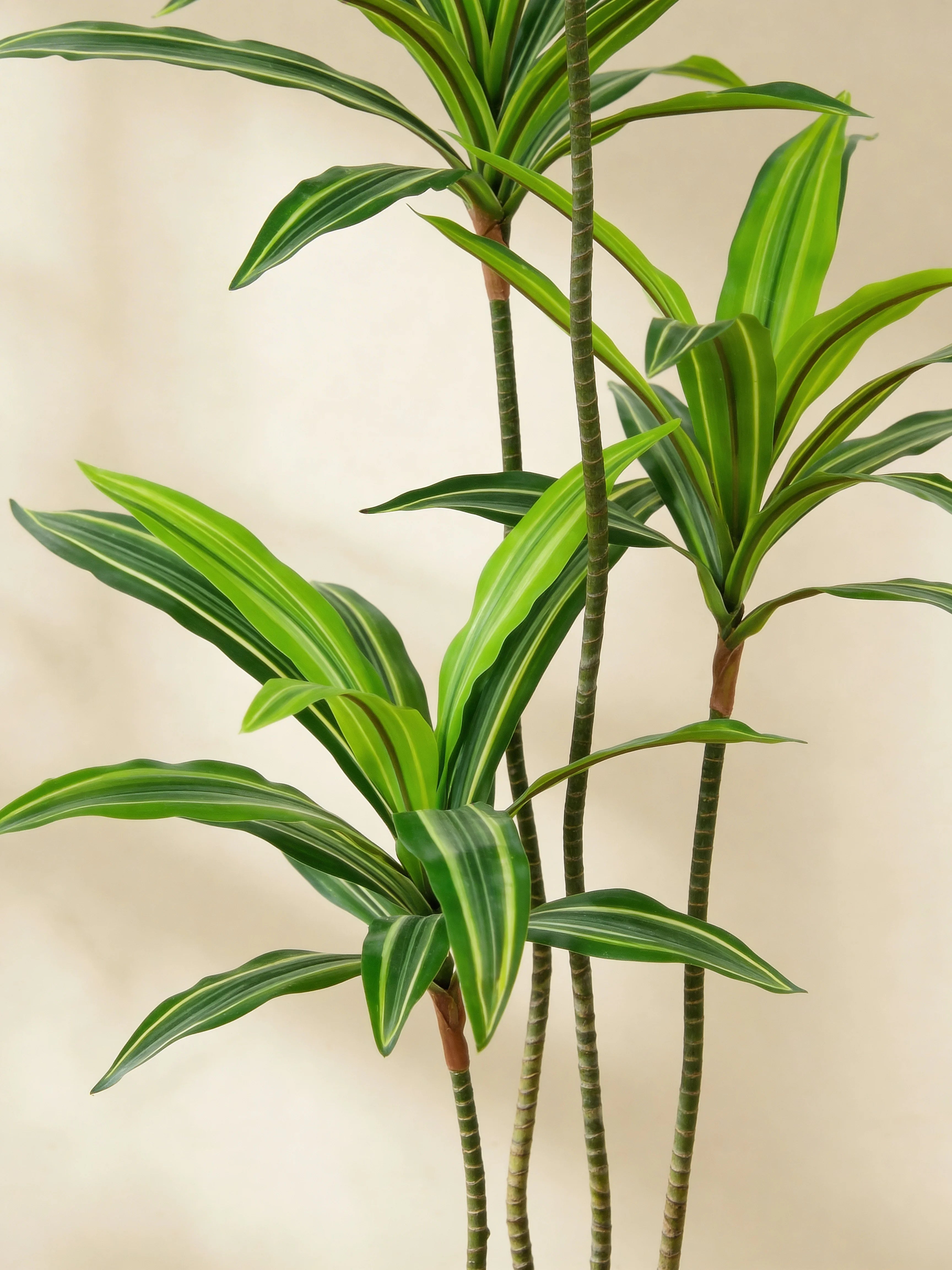 Artificial Yucca Plant with Variegated Leaves
