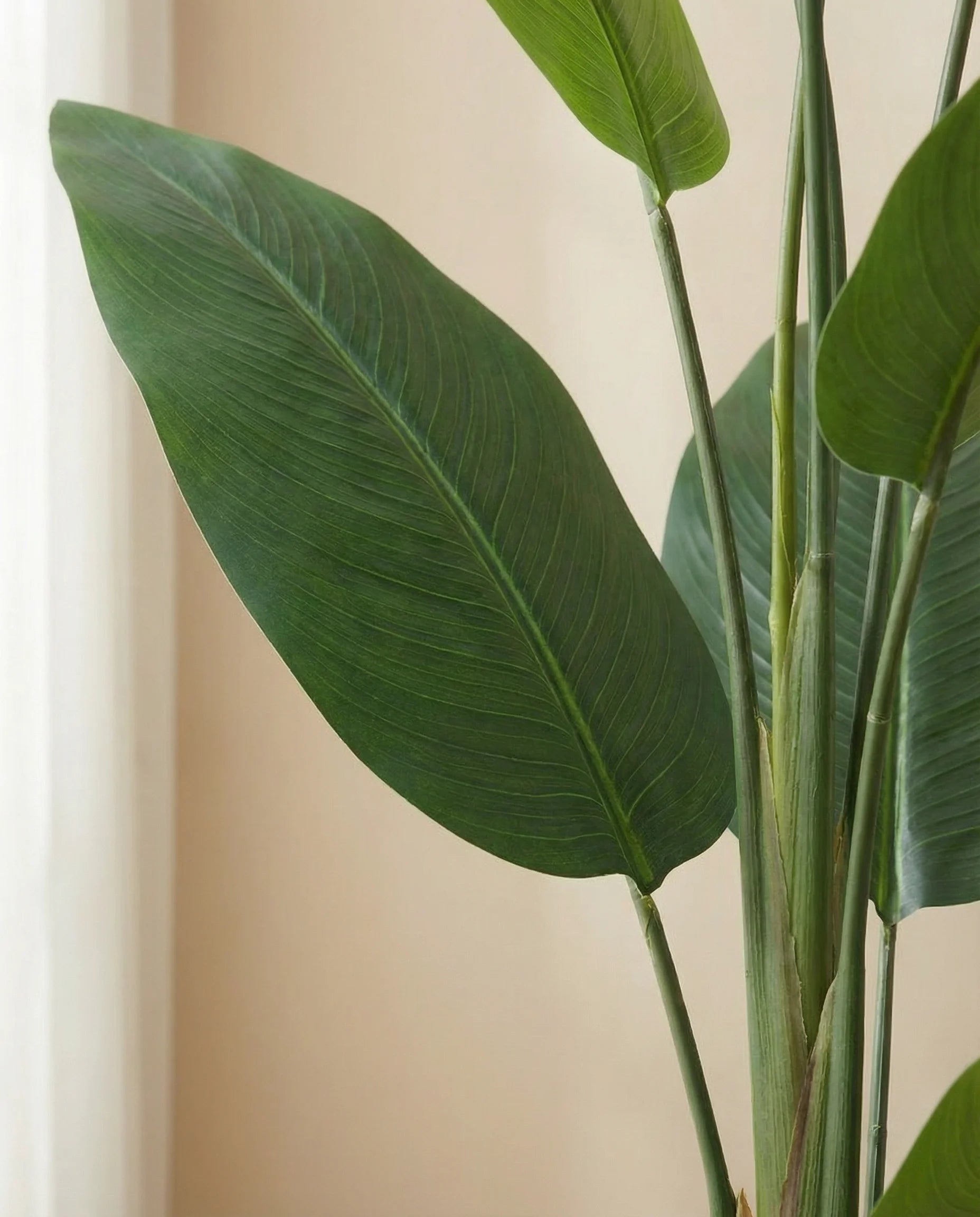 Bird of paradise artificial plant (Strelitzia Reginae), close-up detail