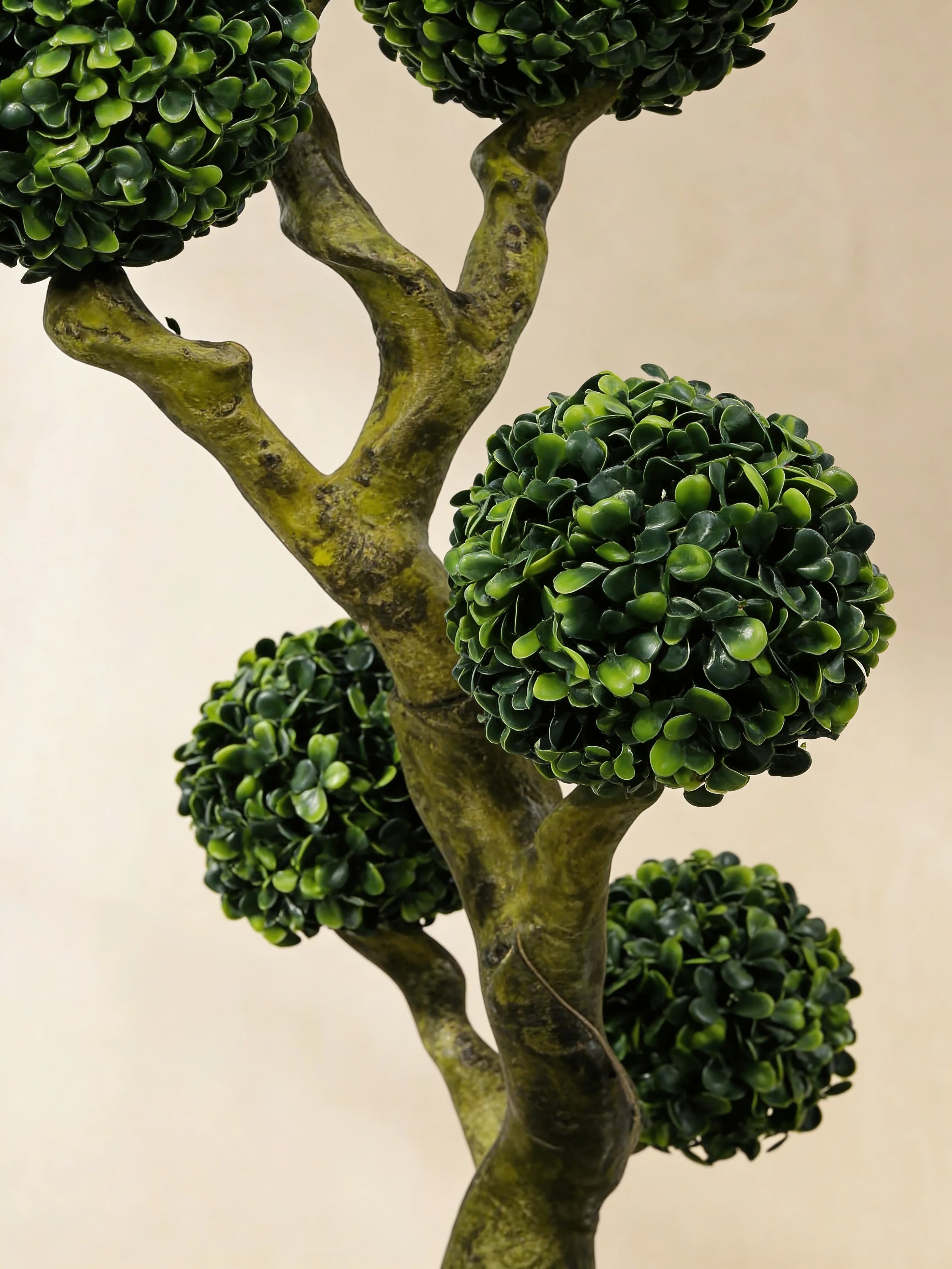 Boxwood topiary bonsai tree, close-up detail