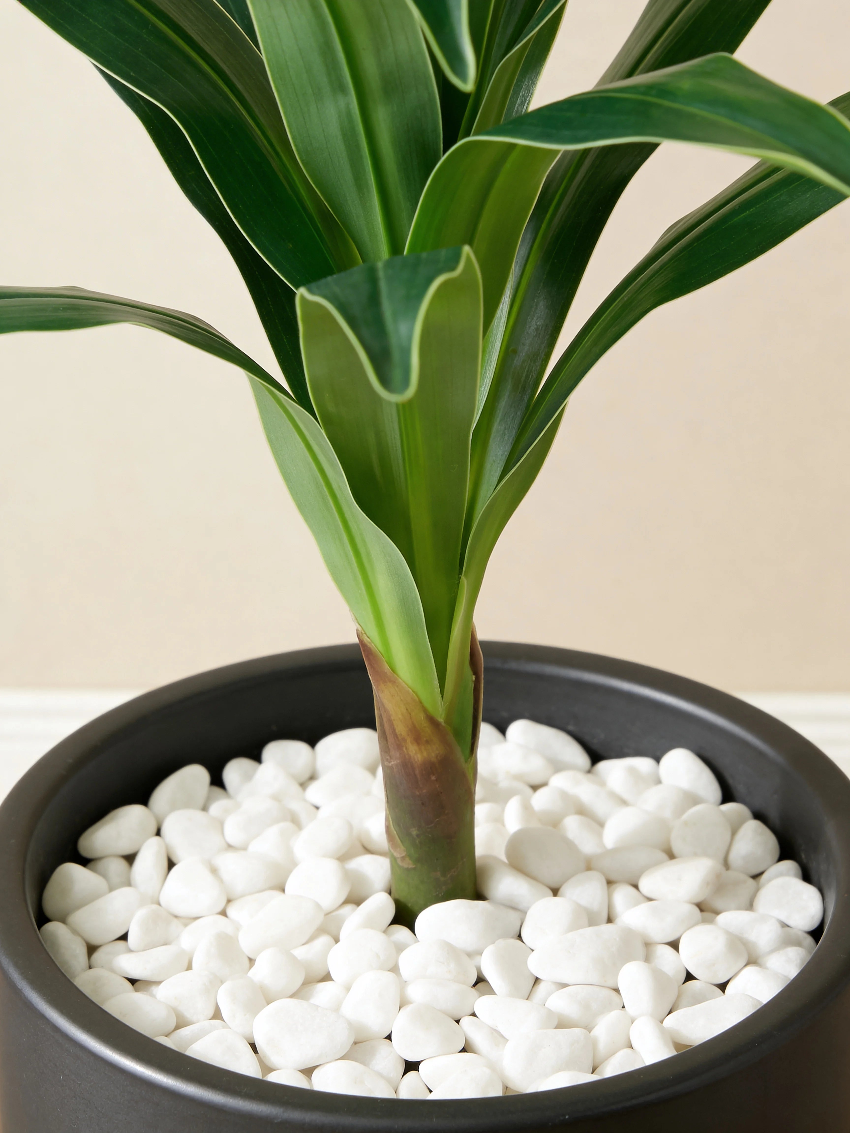 Dracaena Lisa artificial plant in a Dubai living room