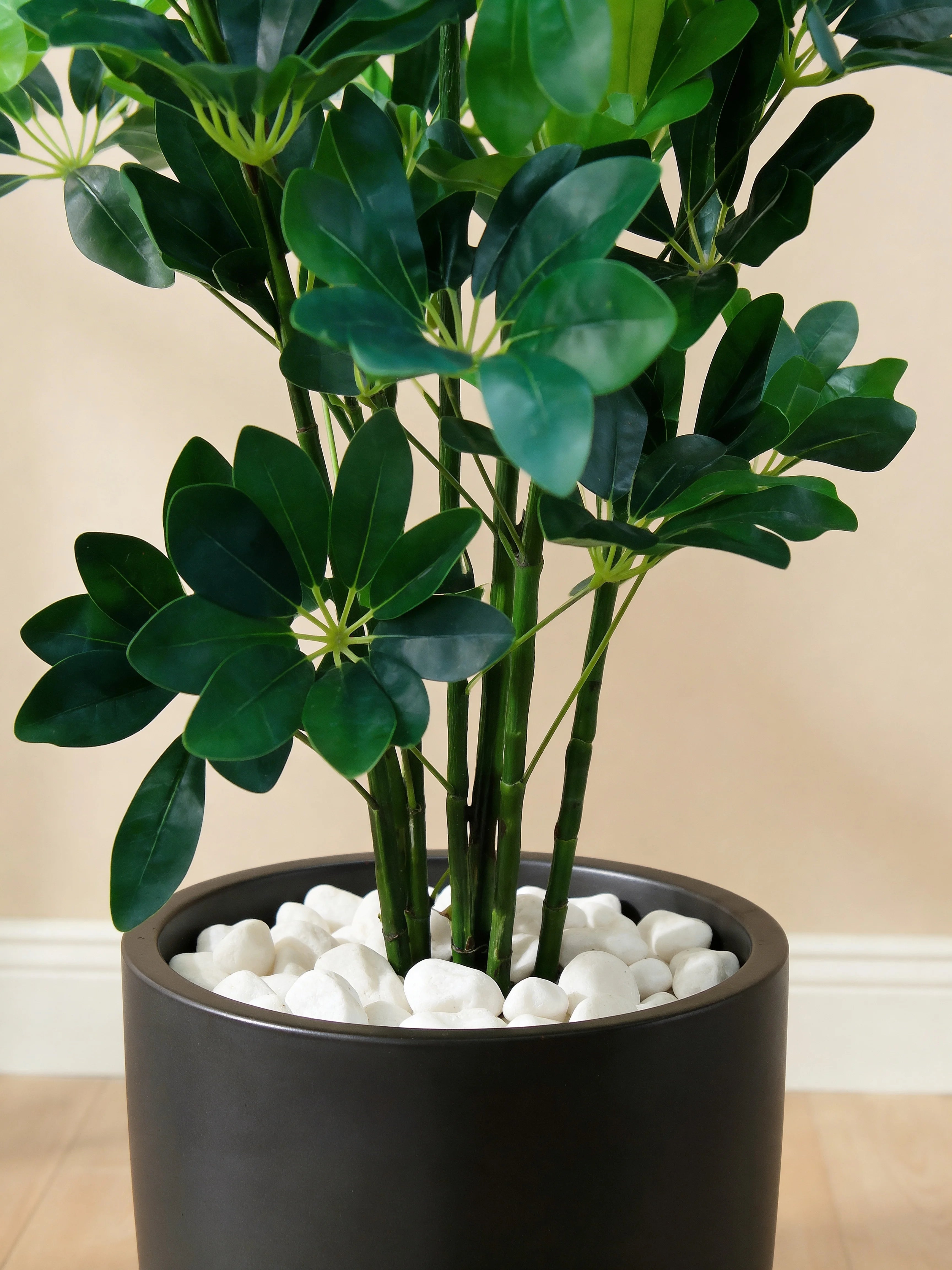 EVA schefflera artificial tree in a Dubai living room