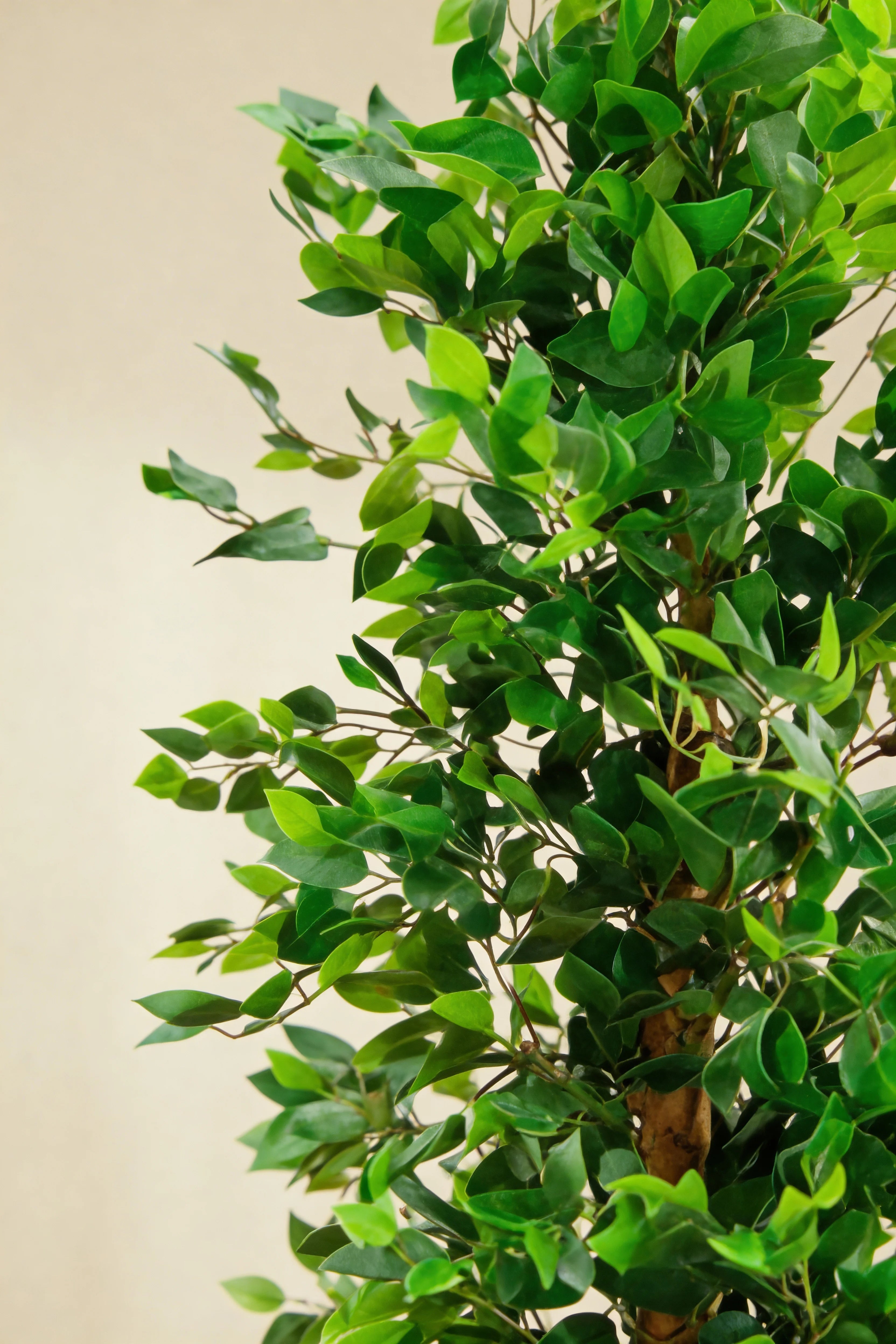 Elegant Artificial Ficus Tree with Golden Trunk