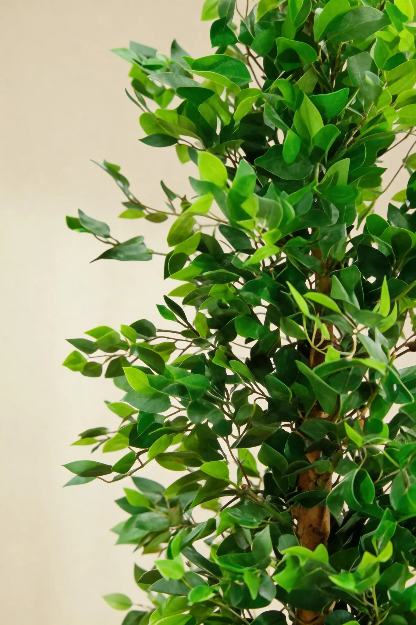 Artificial ficus tree with golden trunk, close-up detail