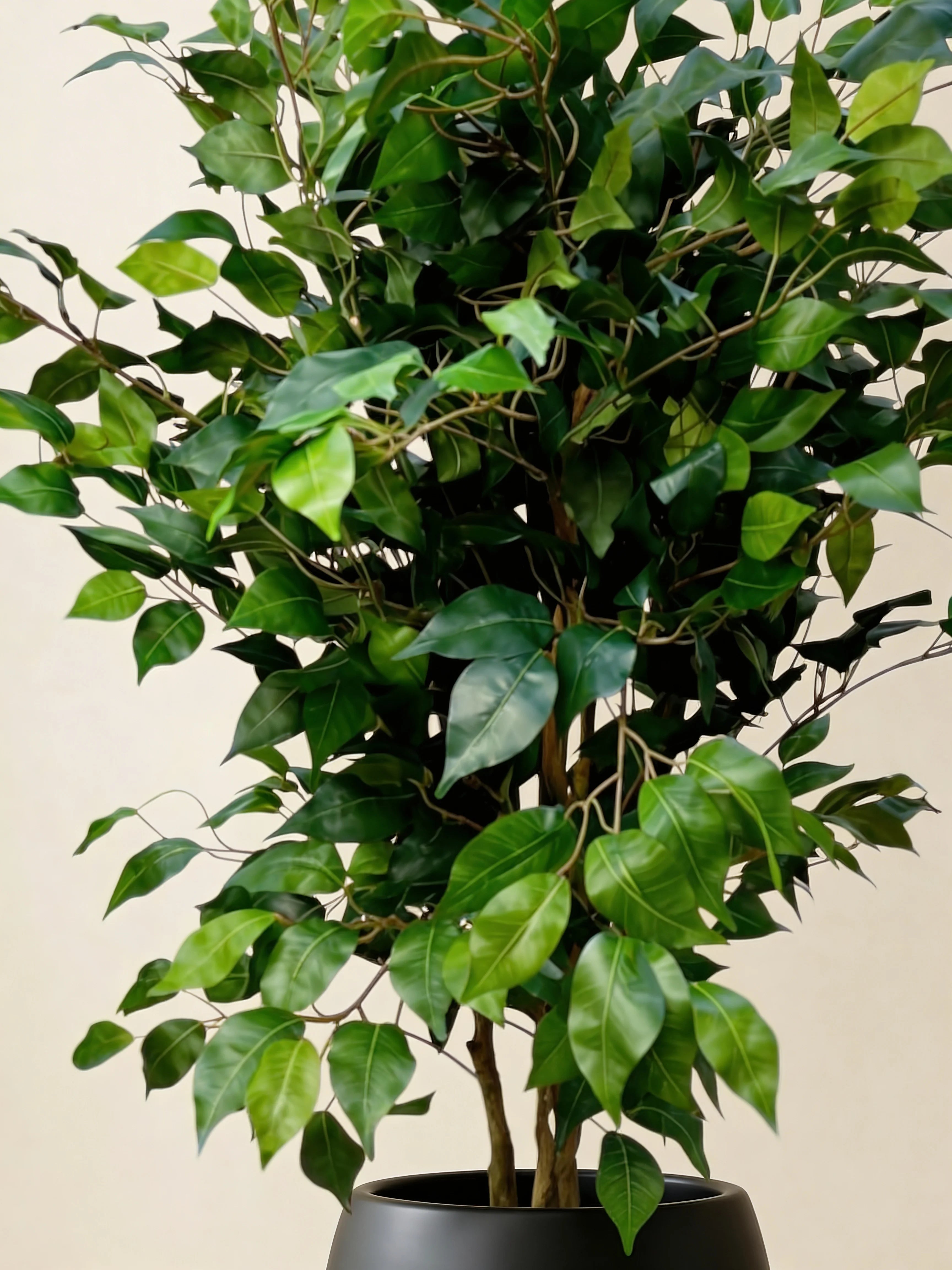 Exotica Ficus Benjamina Plant Artificial Weeping Fig