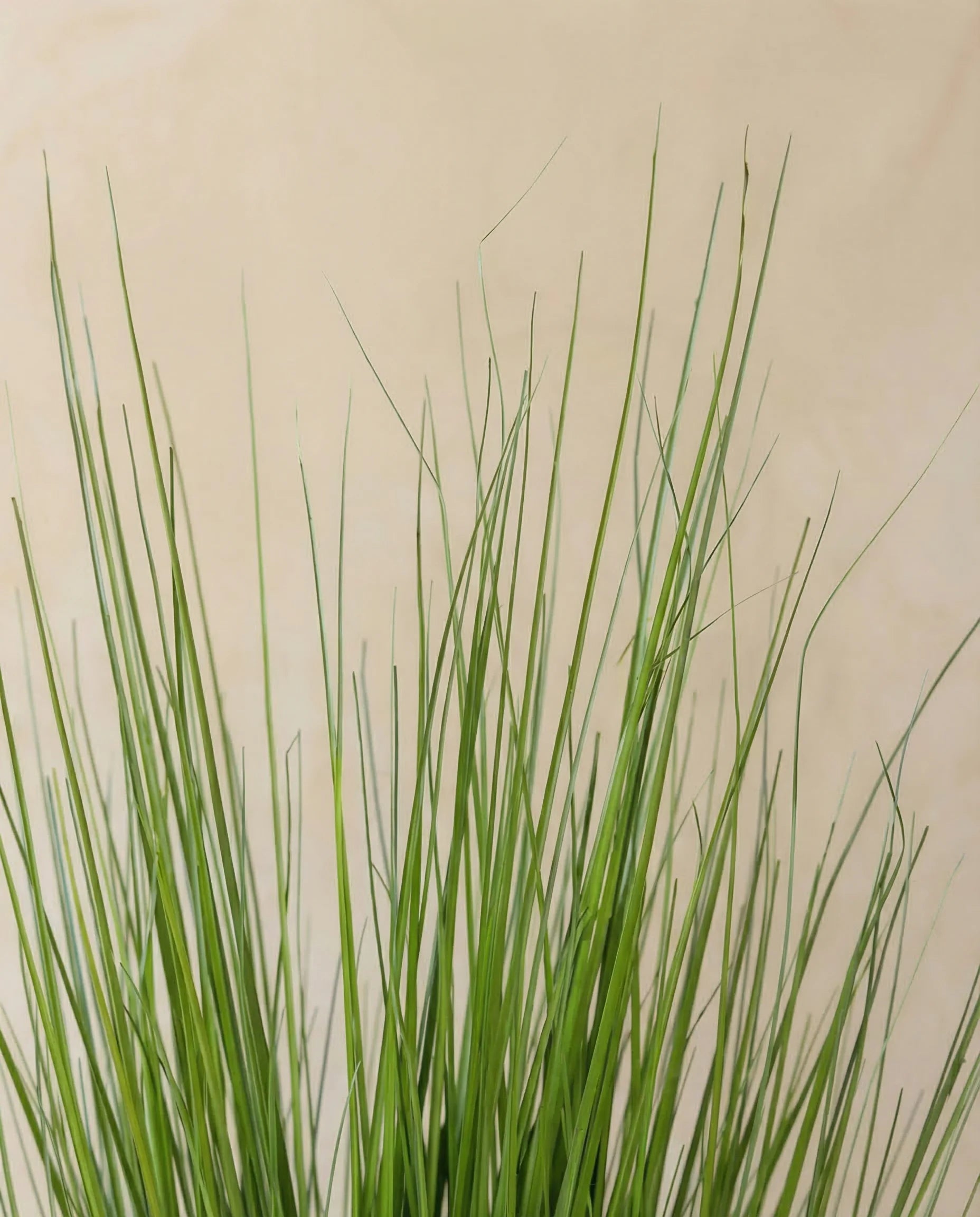 Faux Brushed Grass Plant