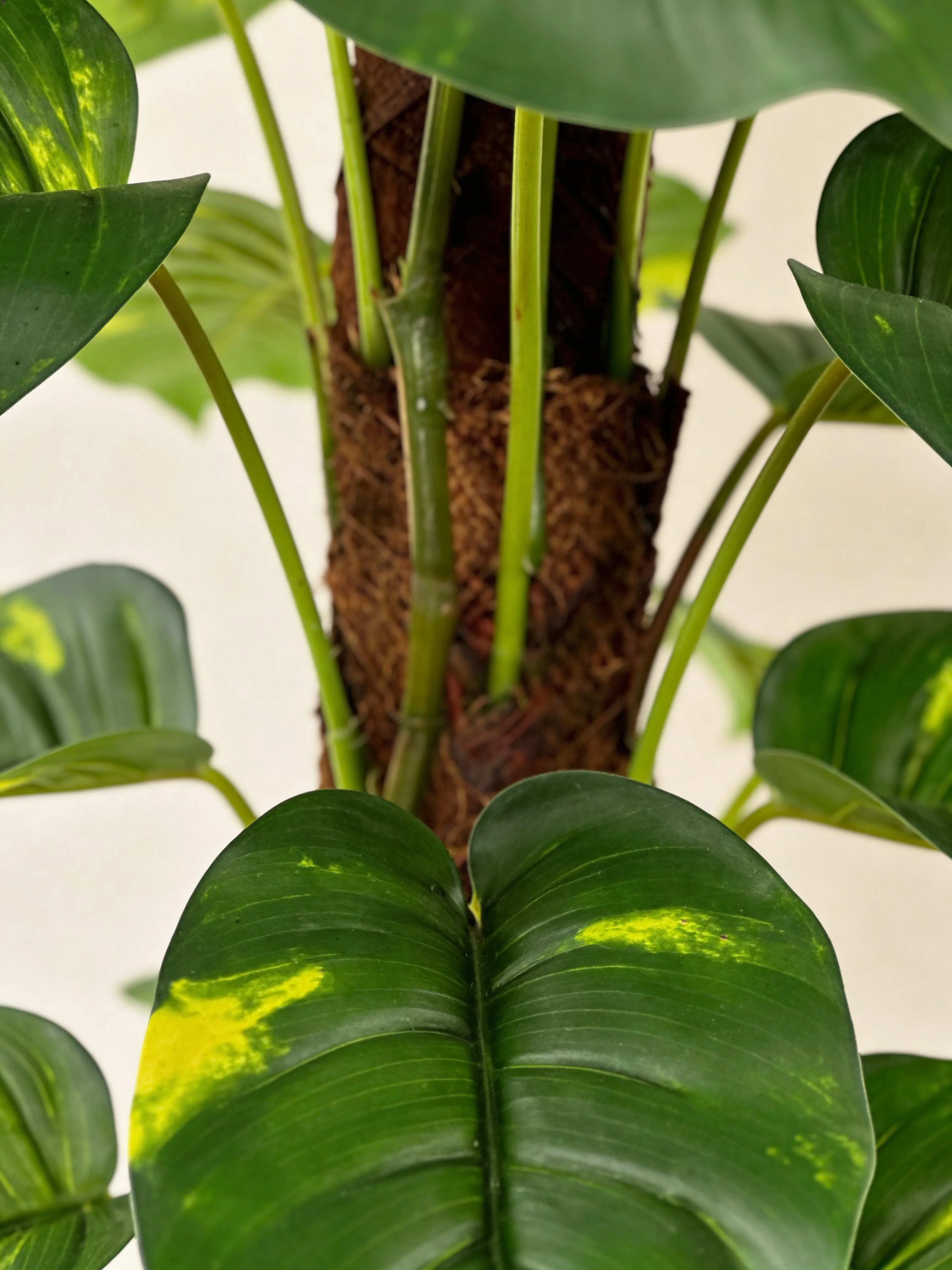 Faux ornamental money plant, close-up detail