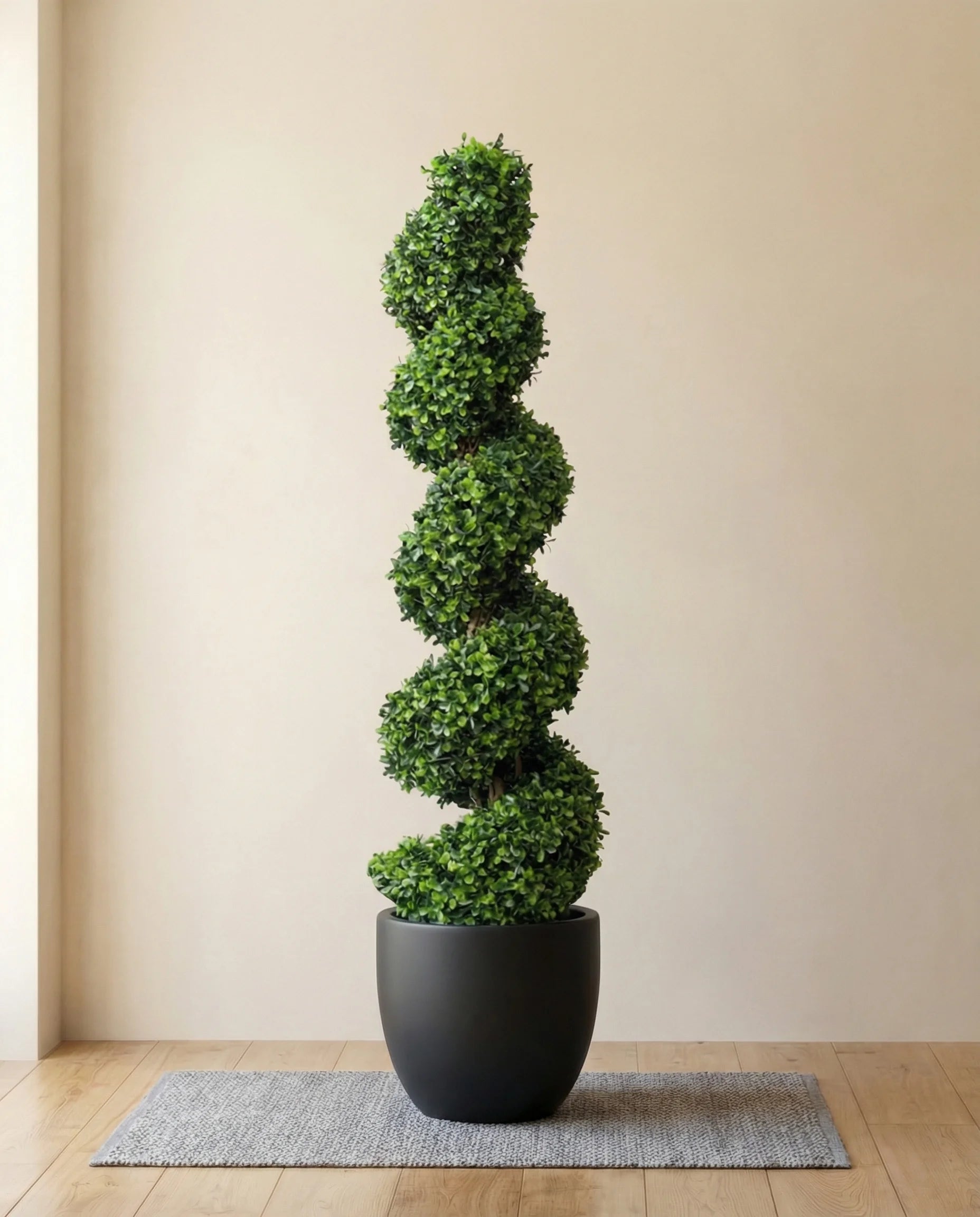 Spiral topiary bonsai tree