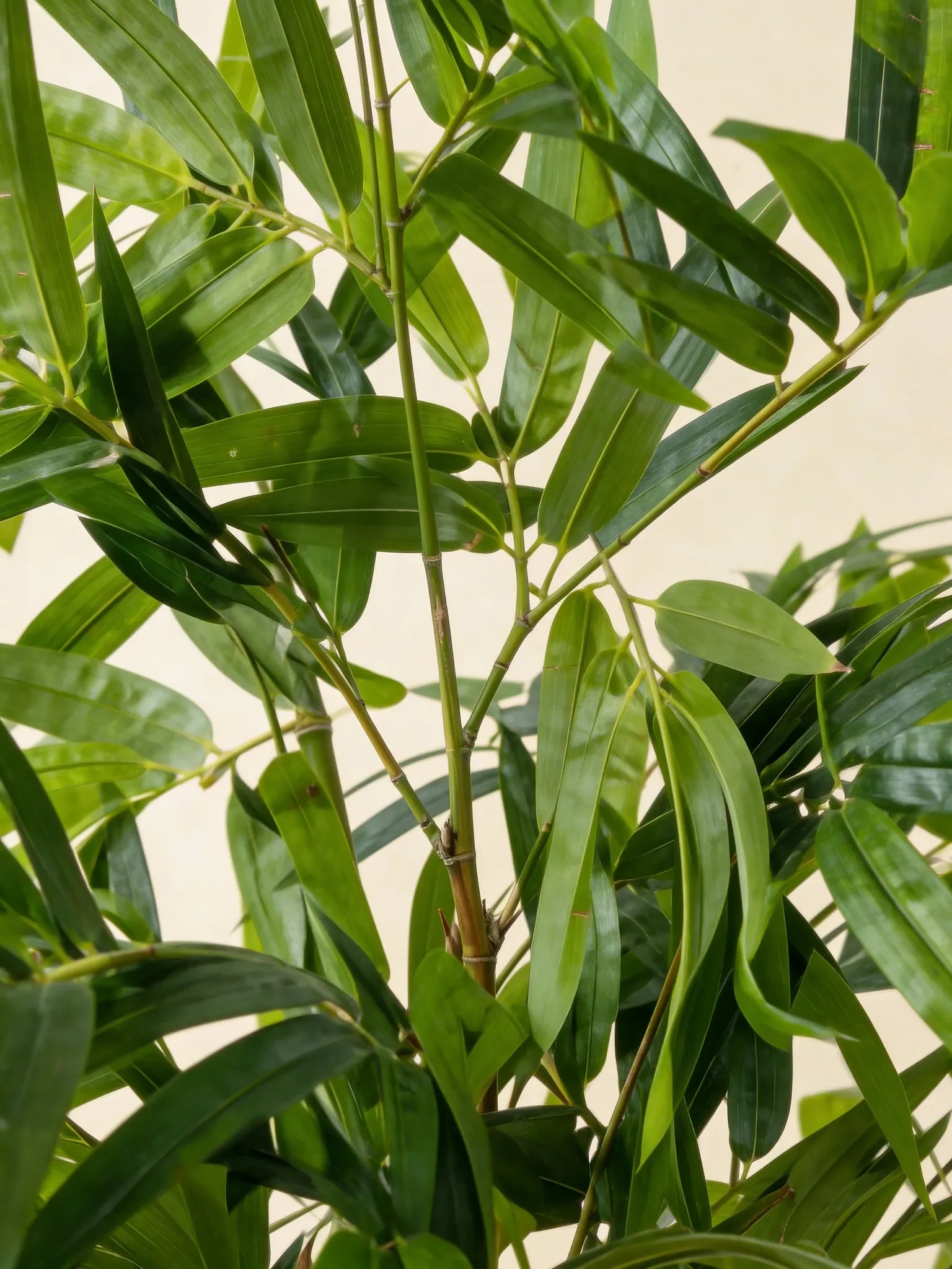 Twiggy Bambusa bamboo artificial plant, close-up detail