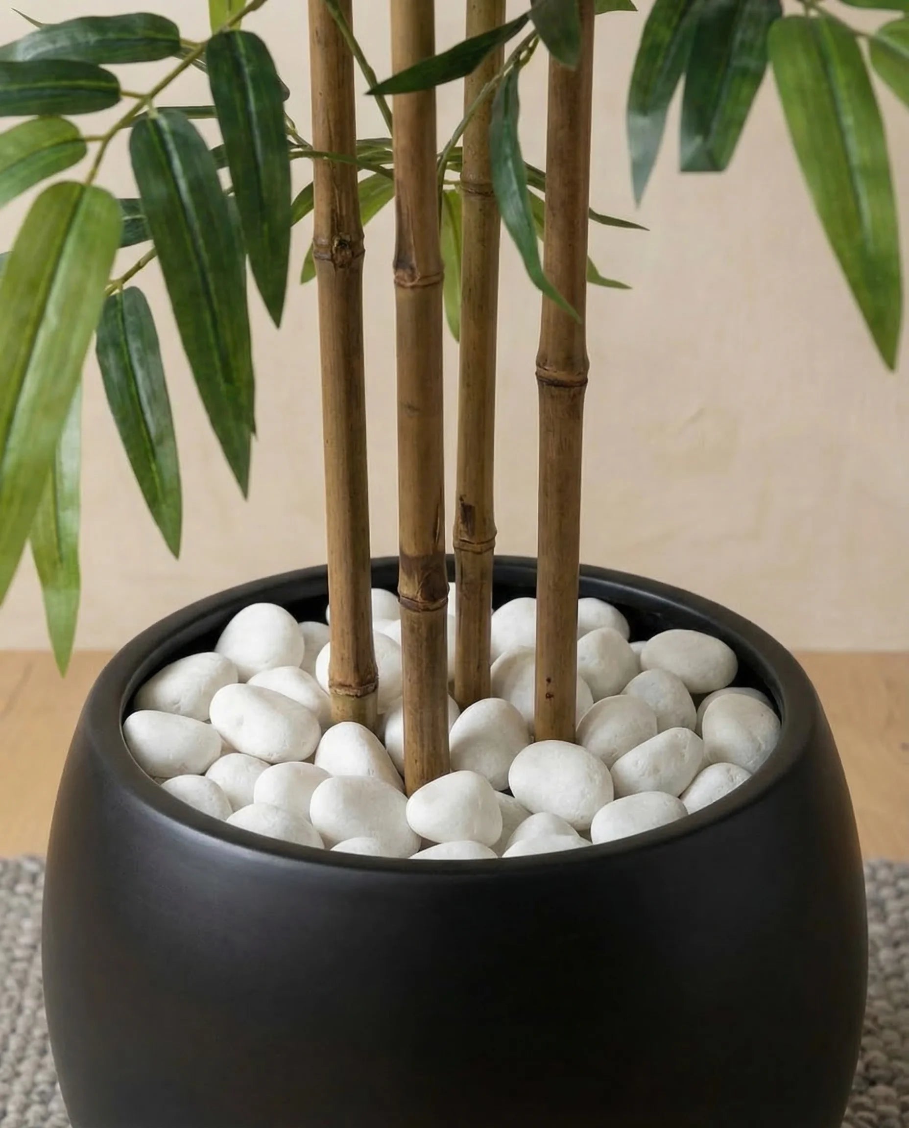 Twiggy Bambusa Bamboo Plant