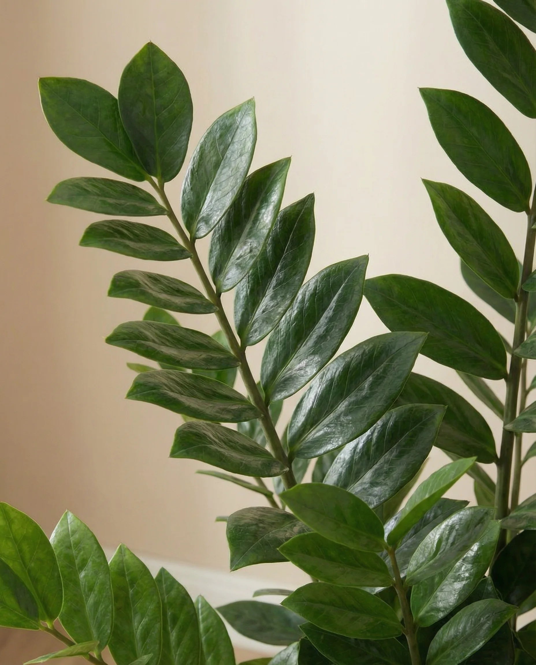 Zanzibar Gem Artificial Plant Zamioculcas Zamiifolia
