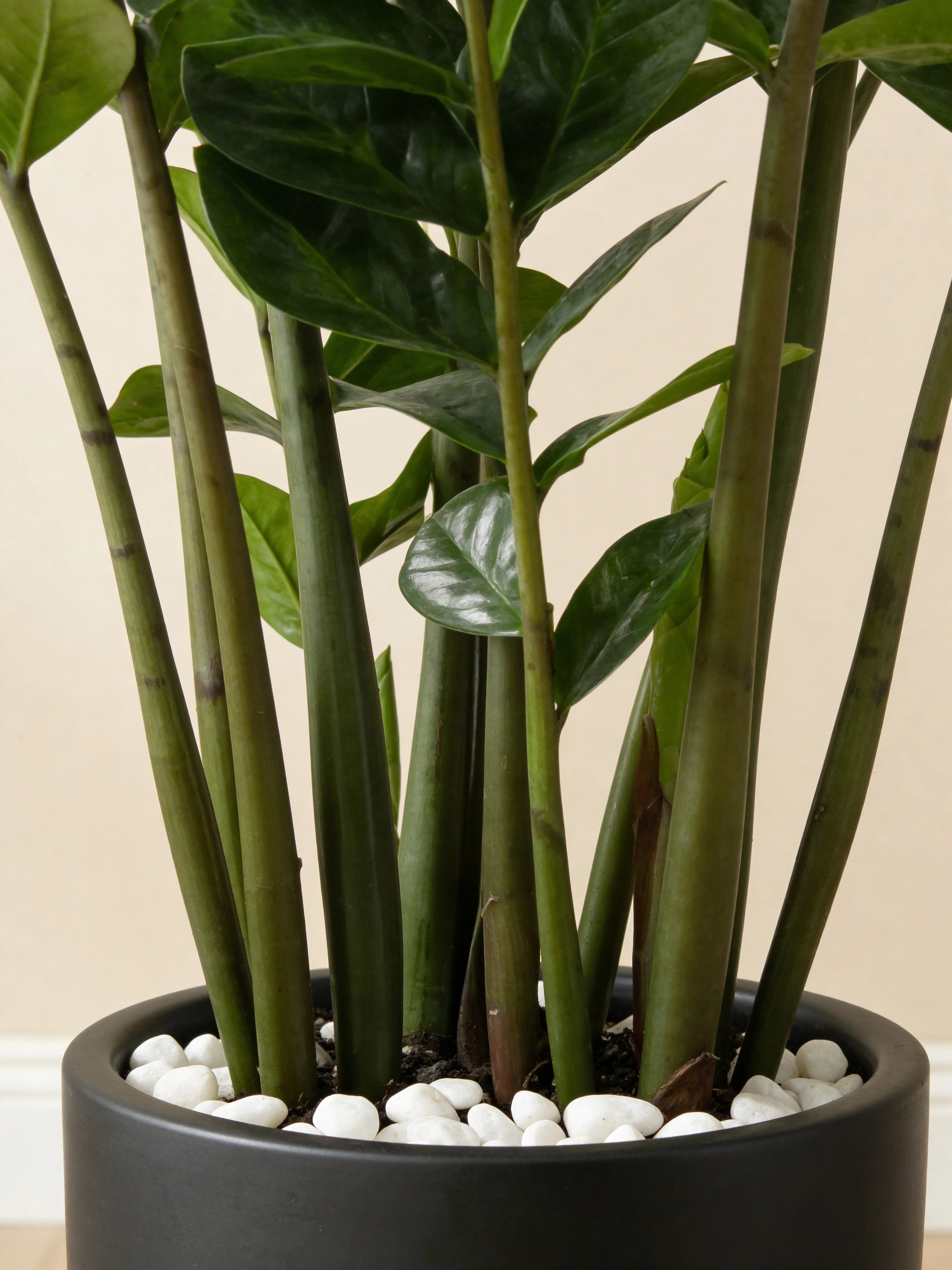 ZZ plant (Zanzibar Gem) artificial plant in a Dubai living room