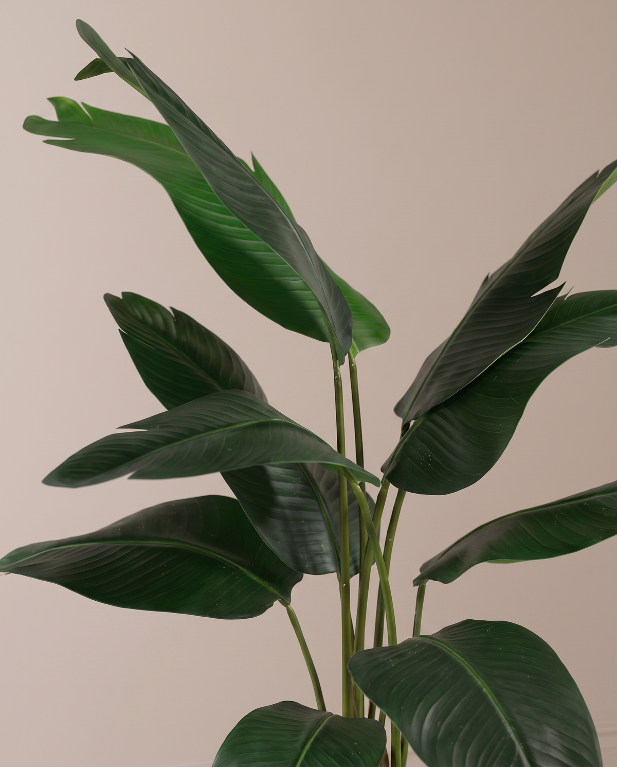 Artificial Strelitzia Nicolai Plant