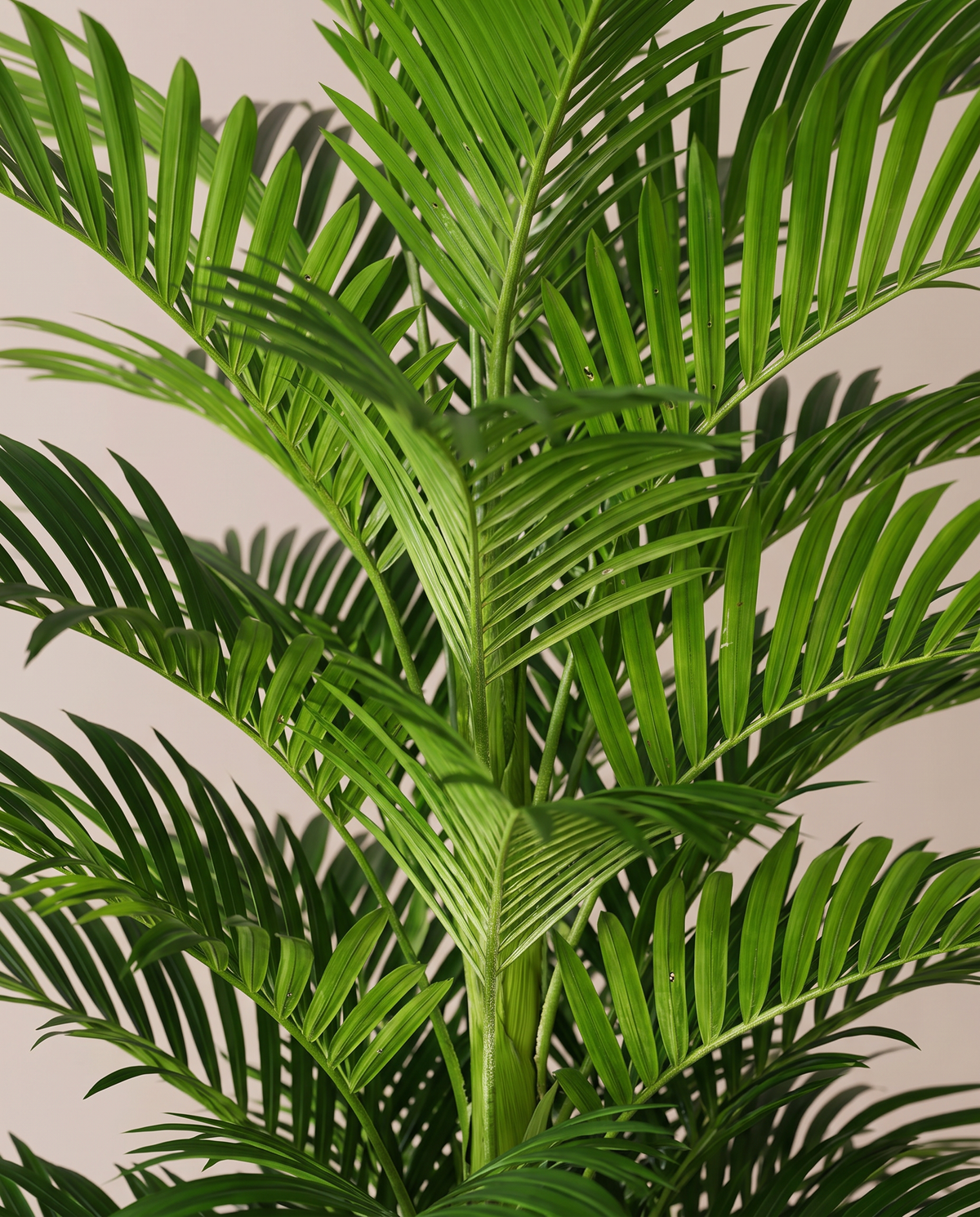 Artificial Kentia Palm Plant – frond close-up