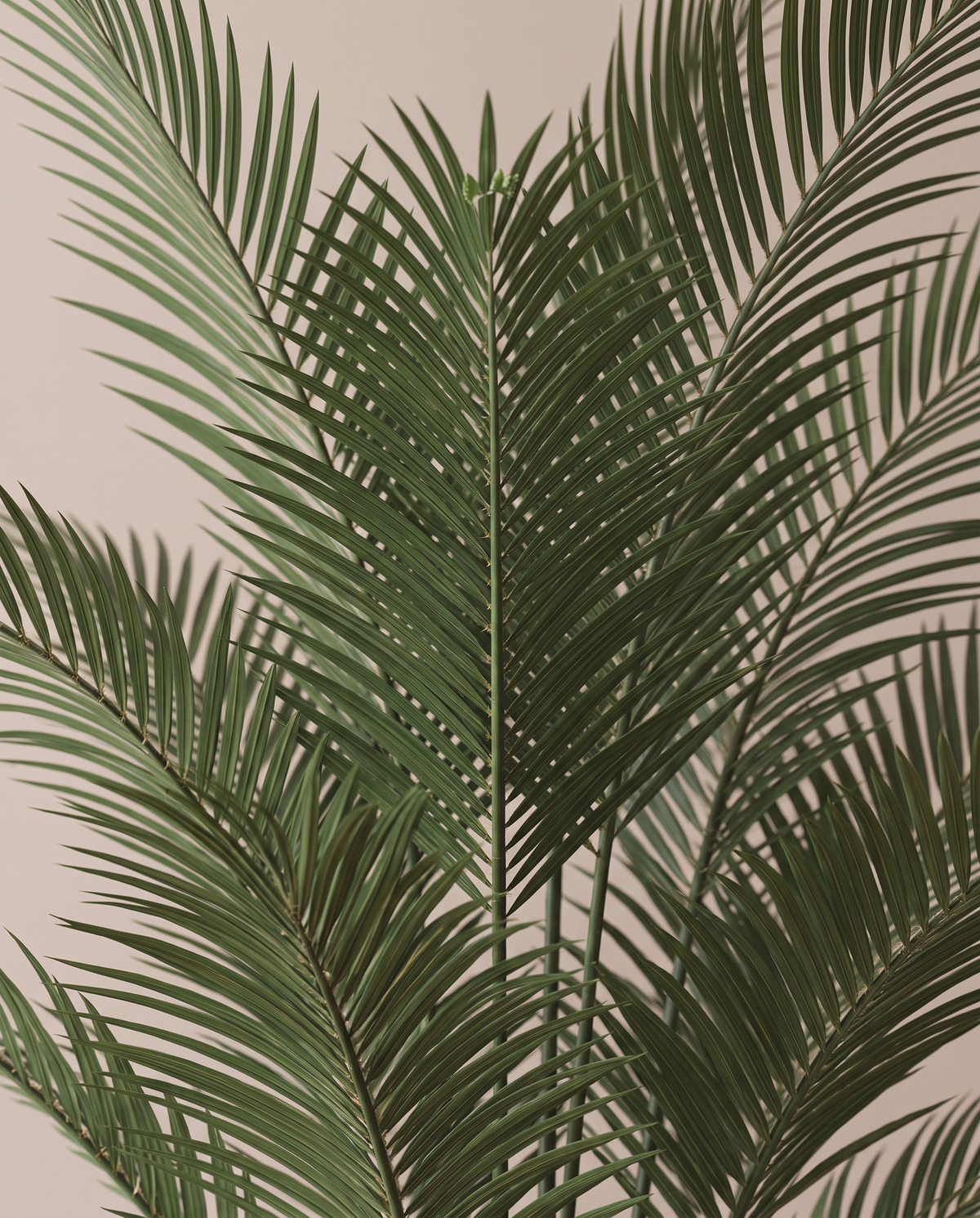 Artificial Decorative Palm Tree – frond close-up