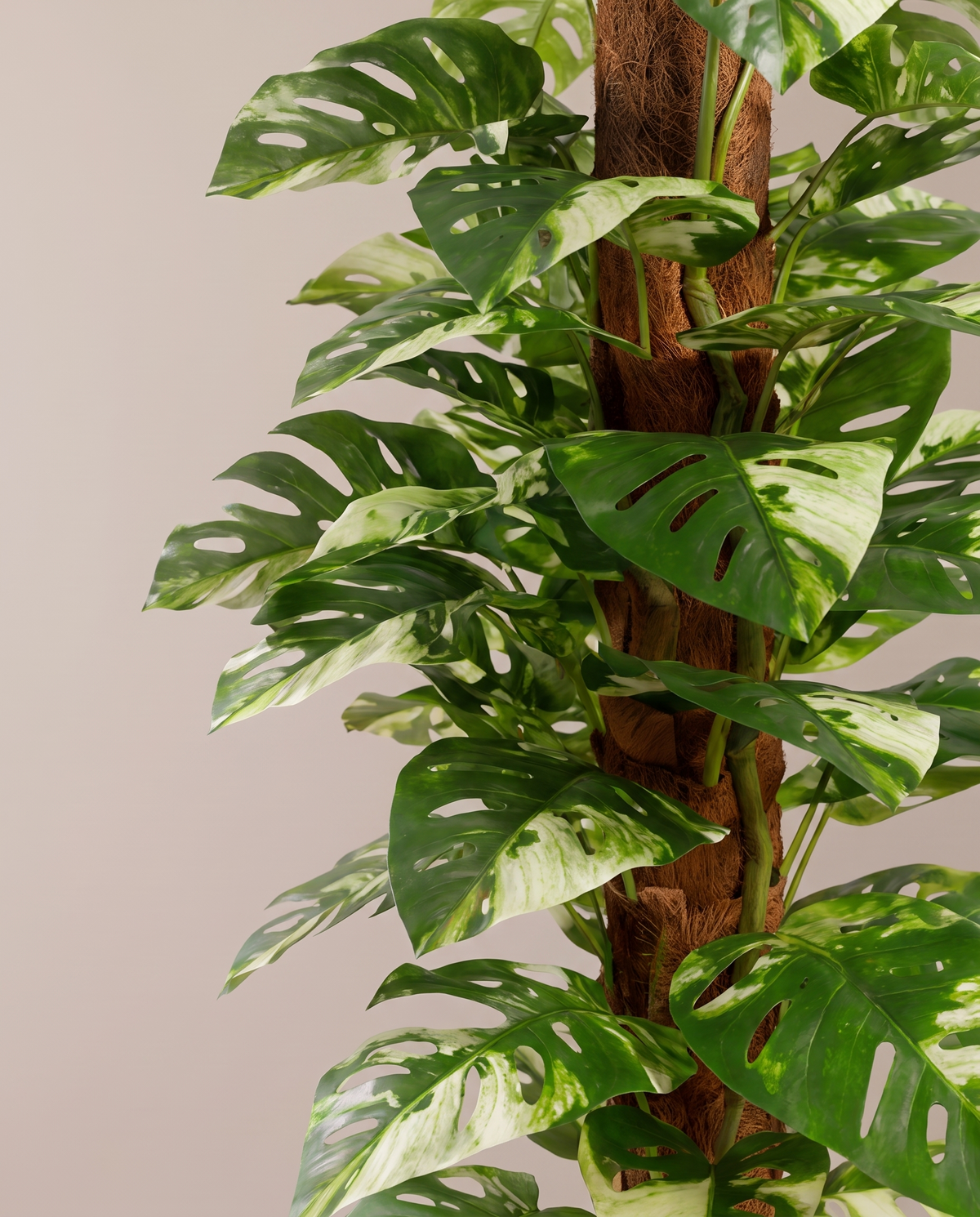 Giant Monstera Artificial Plant with Variegated Leaves