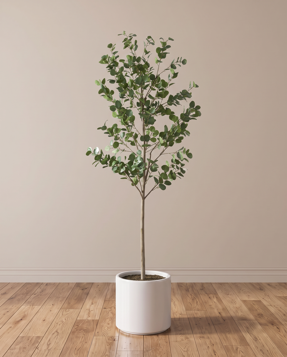Urban Green Eucalyptus Tree – full view in a neutral interior