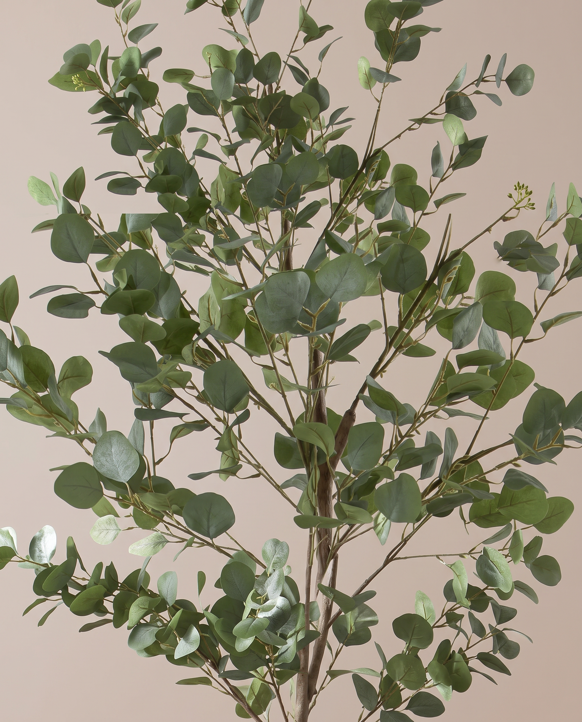 Urban Green Eucalyptus Tree – rounded leaf detail