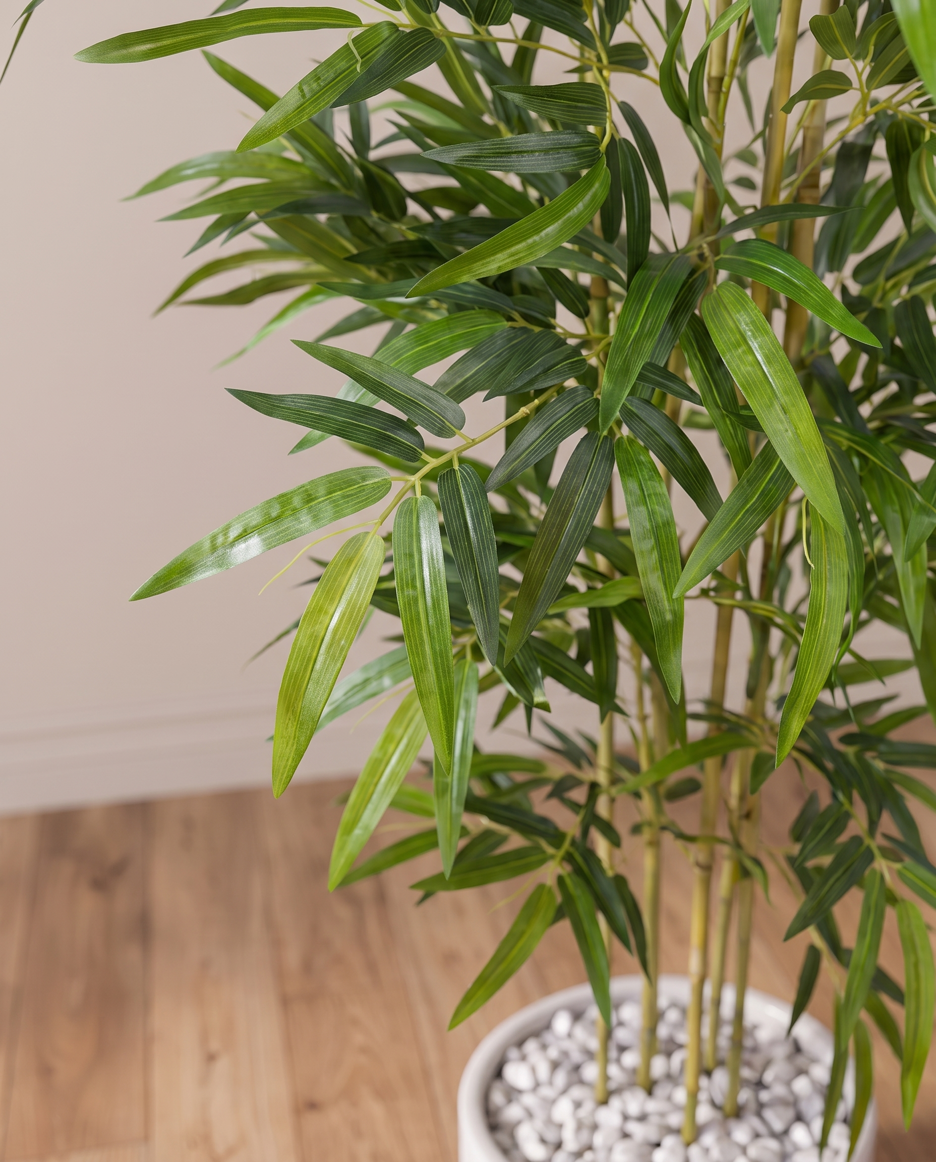 Twiggy Bambusa Bamboo Plant