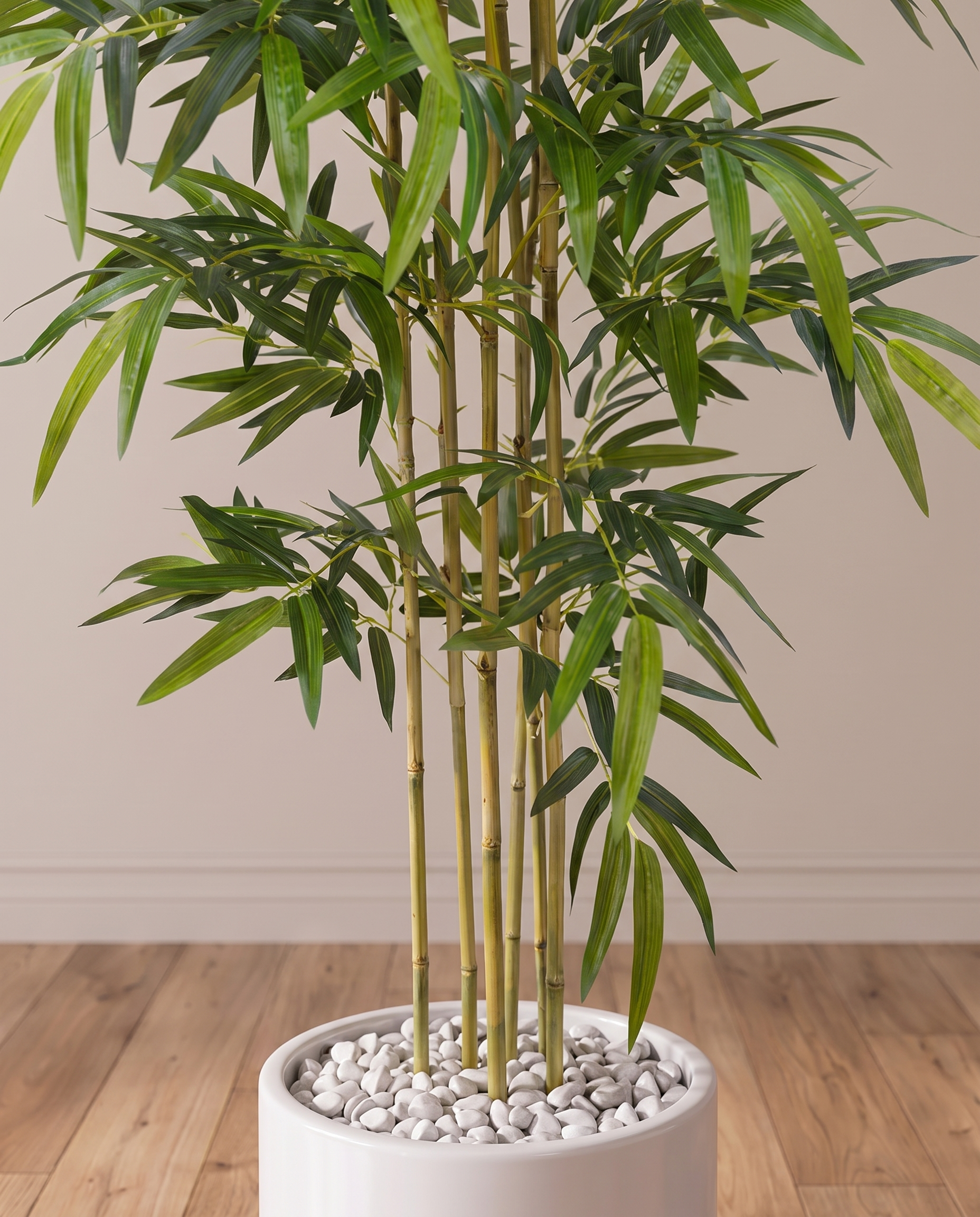 Twiggy Bambusa Bamboo Plant