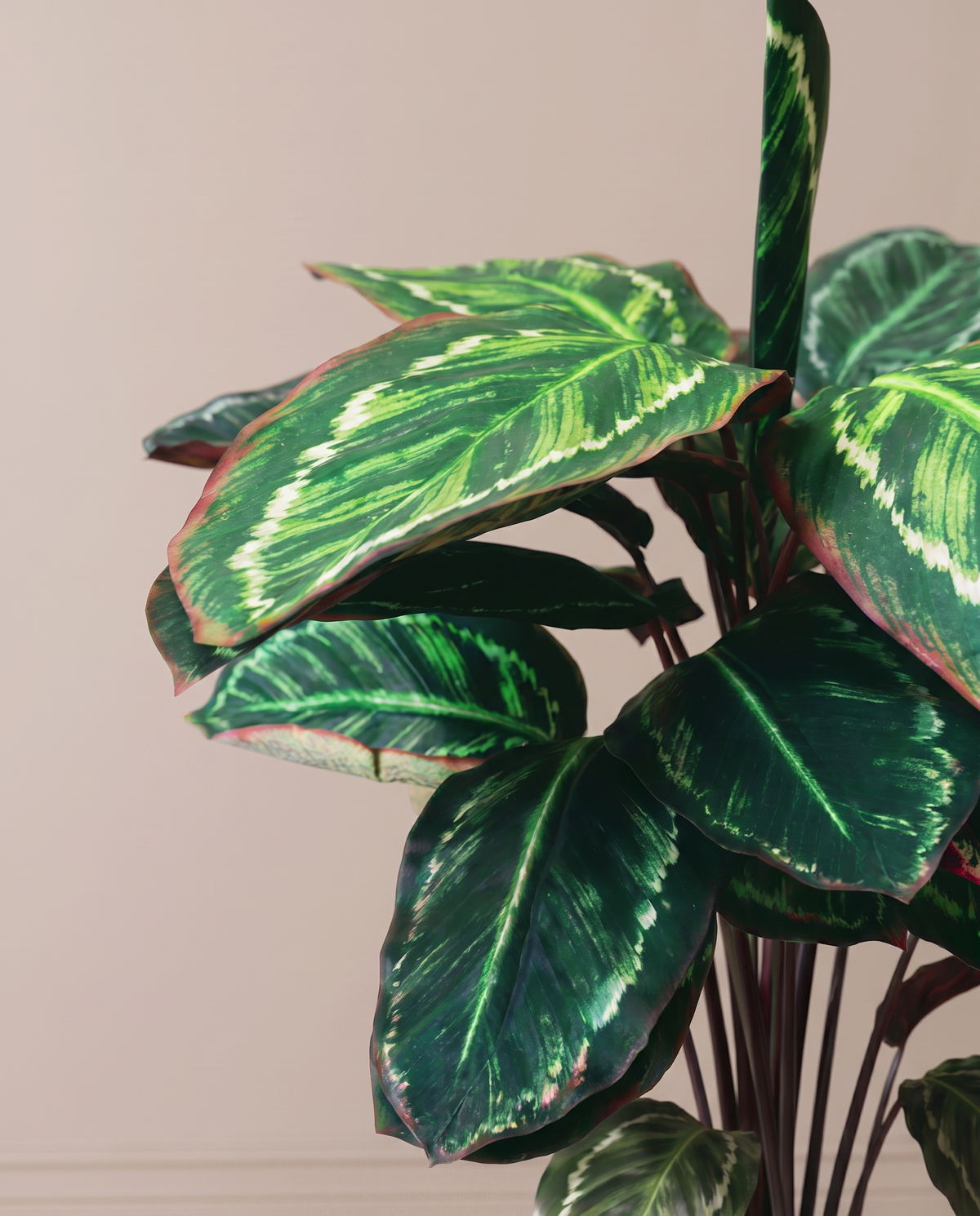 Calathea Roseopicta Artificial Plant – leaf close-up