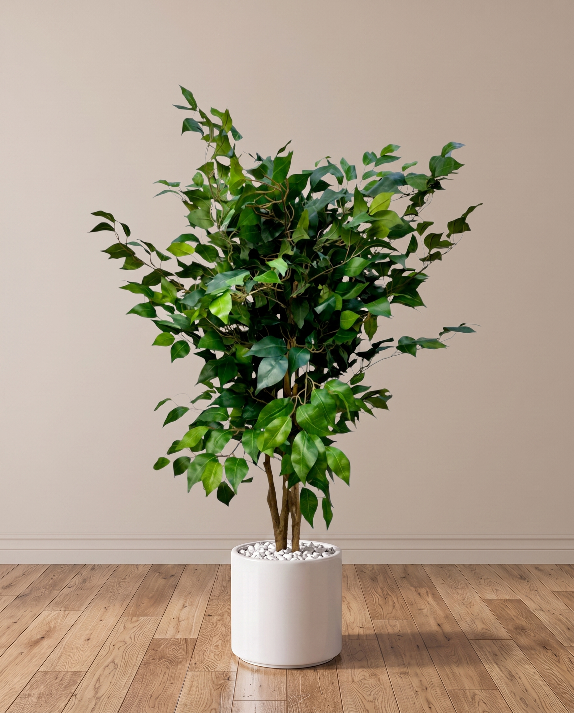 Exotica Ficus Benjamina Artificial Plant