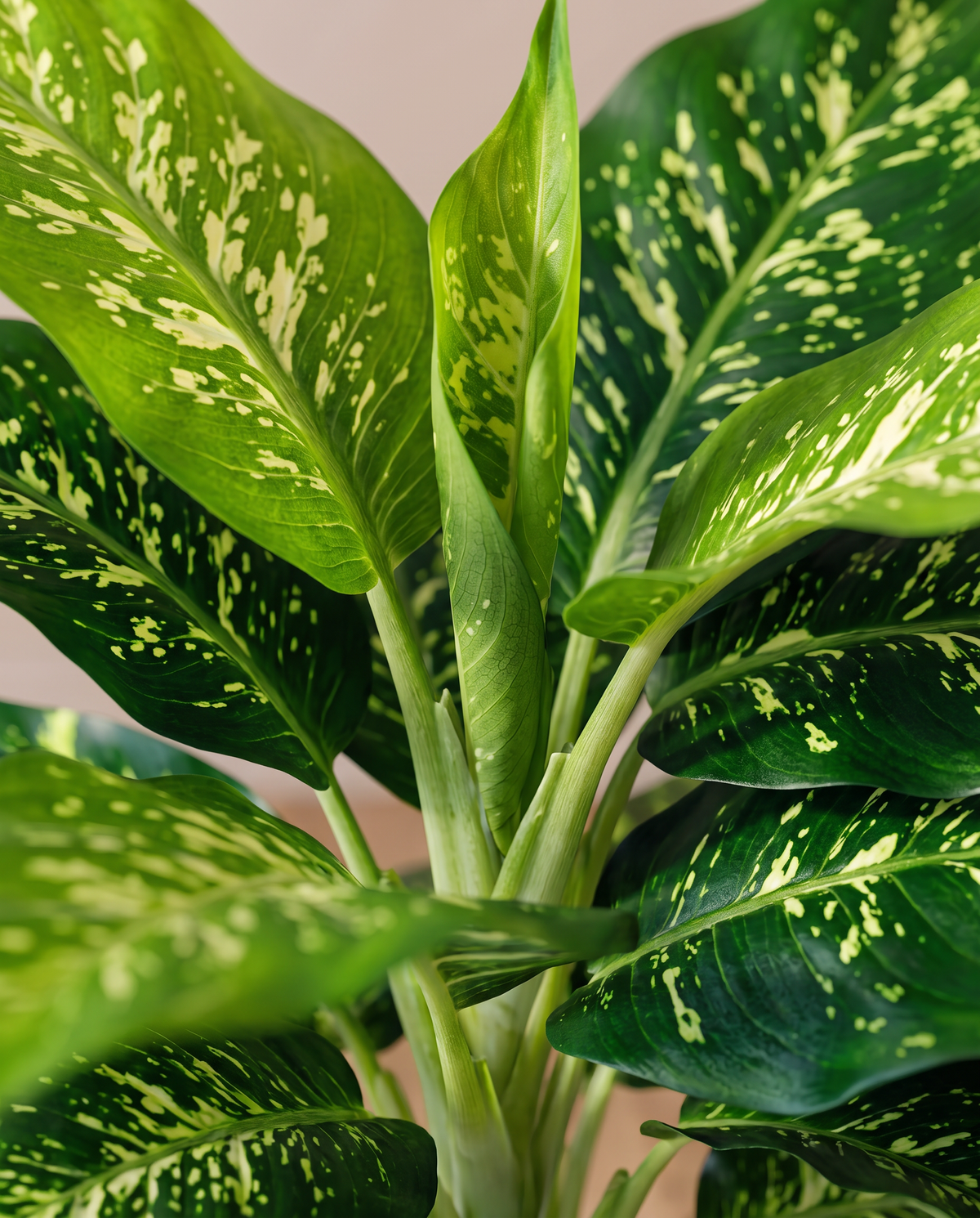 Lush Artificial Dieffenbachia Plant – leaf close-up